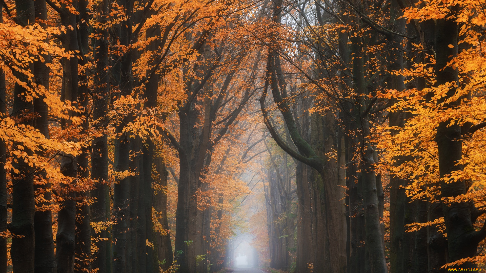 природа, парк, дорога, лес, осень