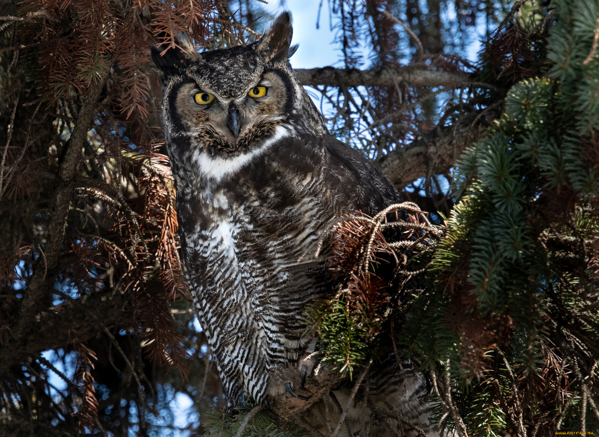 животные, совы, филин, хвойные, птица, сова, природа, ветки, деревья