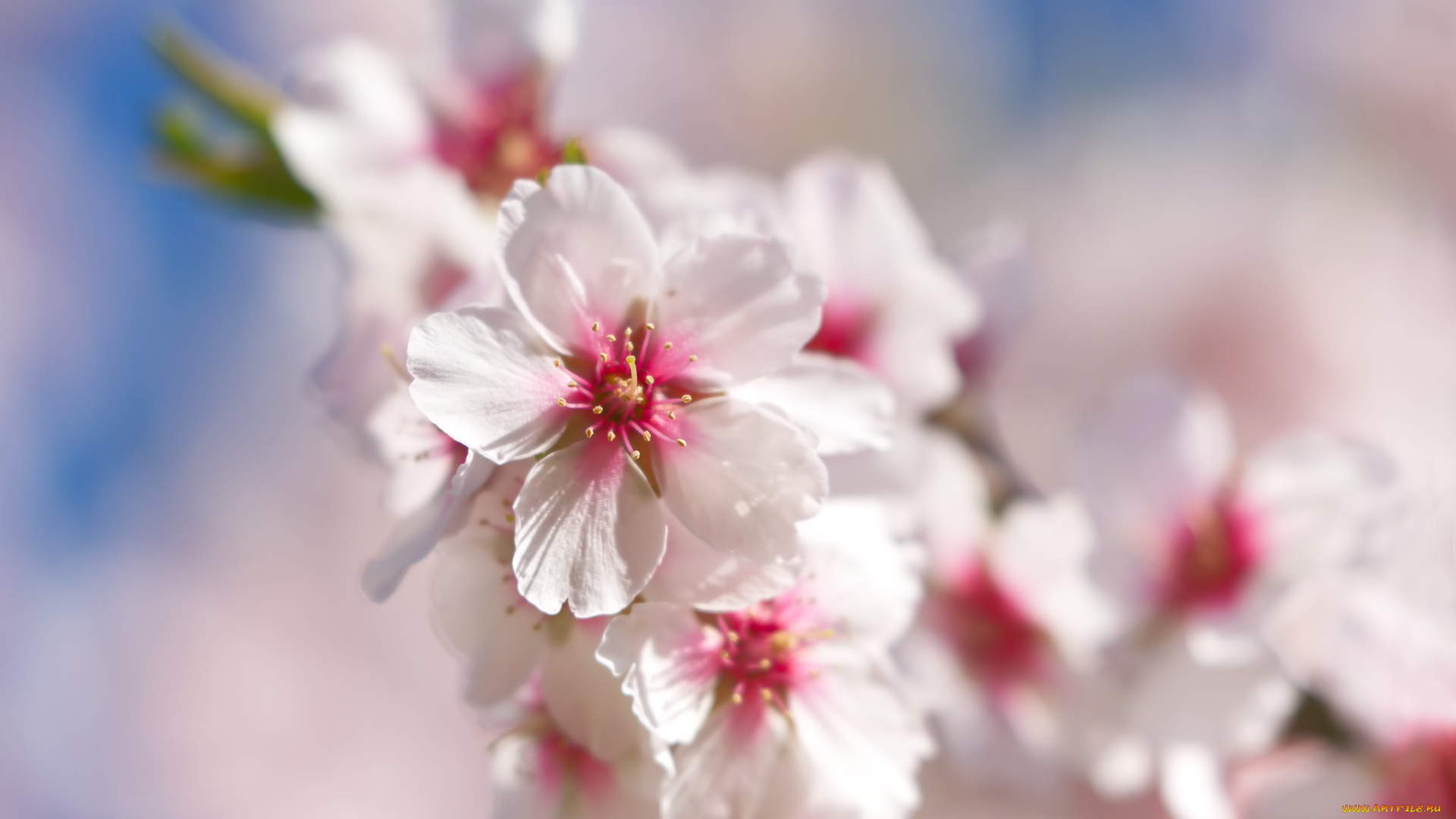 цветы, цветущие, деревья, , , кустарники, весна