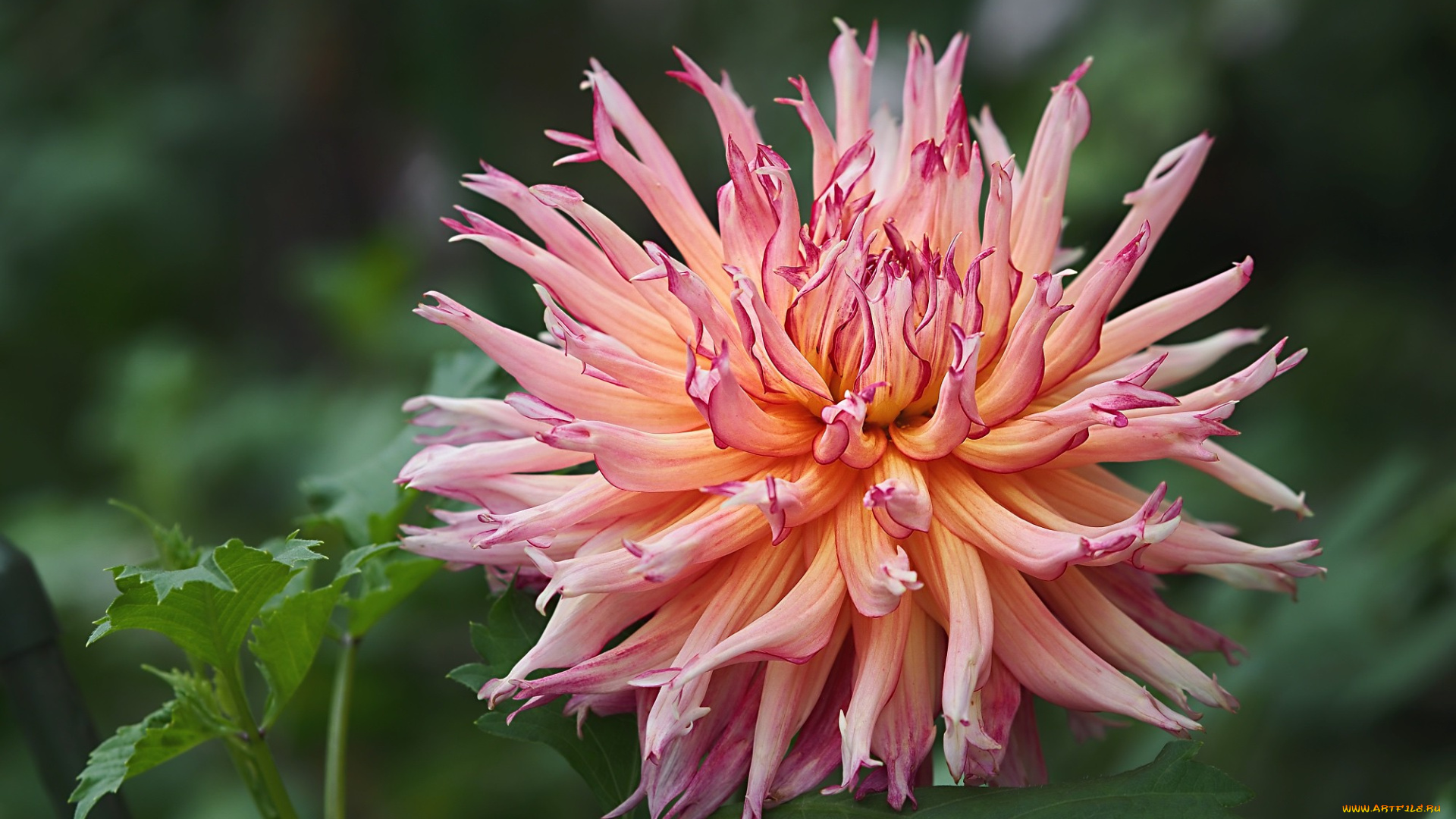 цветы, георгины, георгина