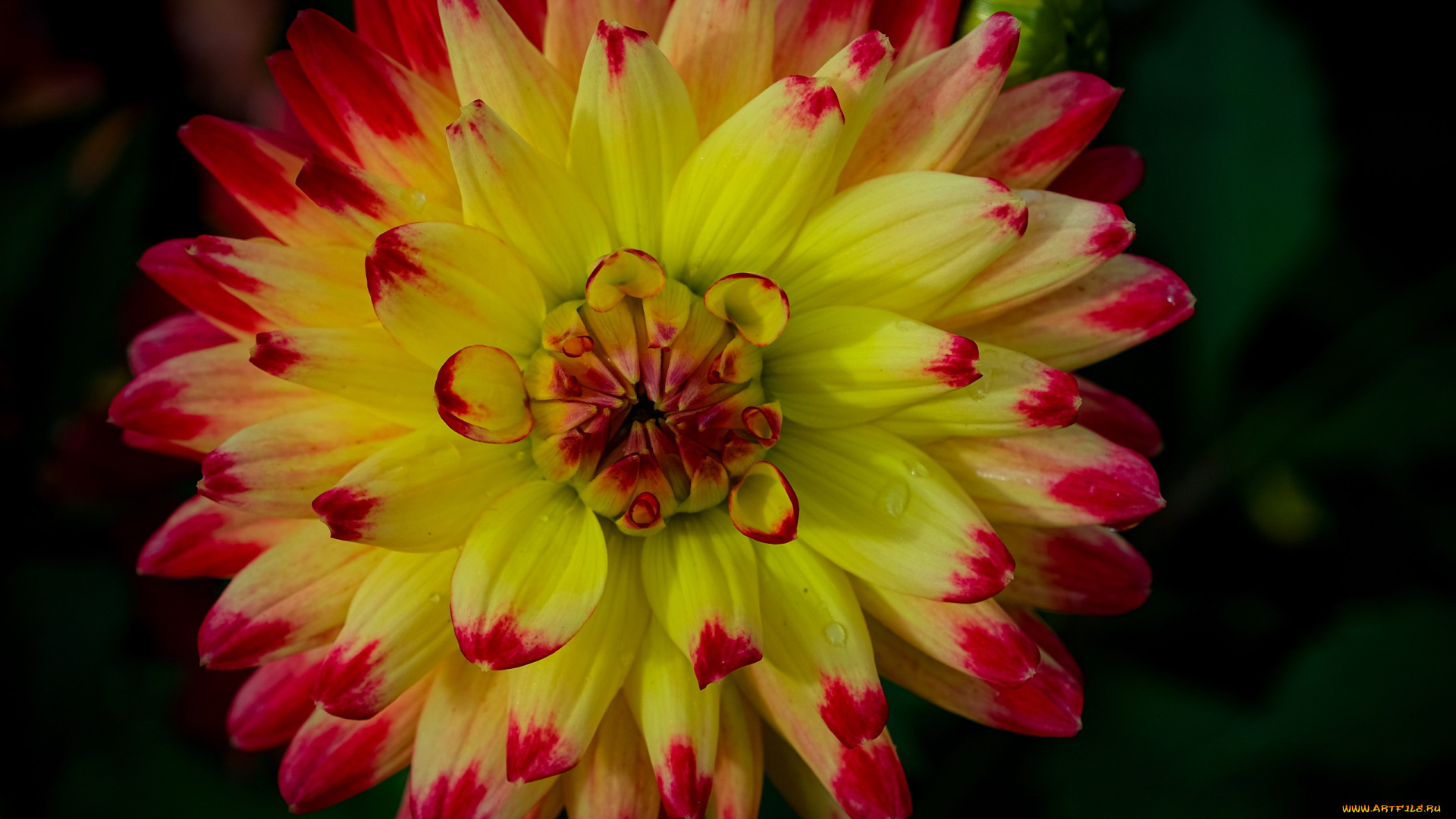 цветы, георгины, макро