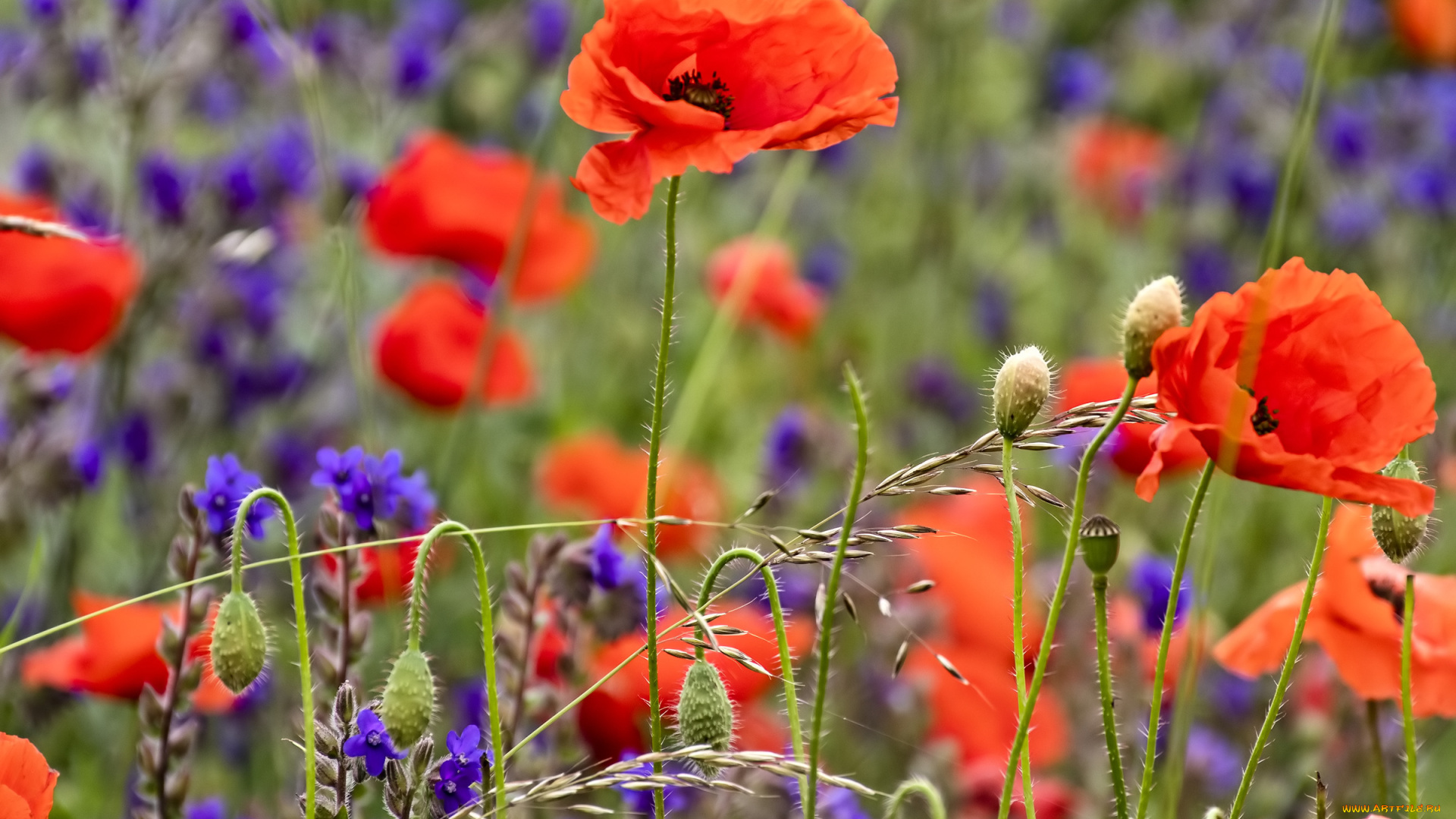 цветы, луговые, , полевые, , цветы, луг