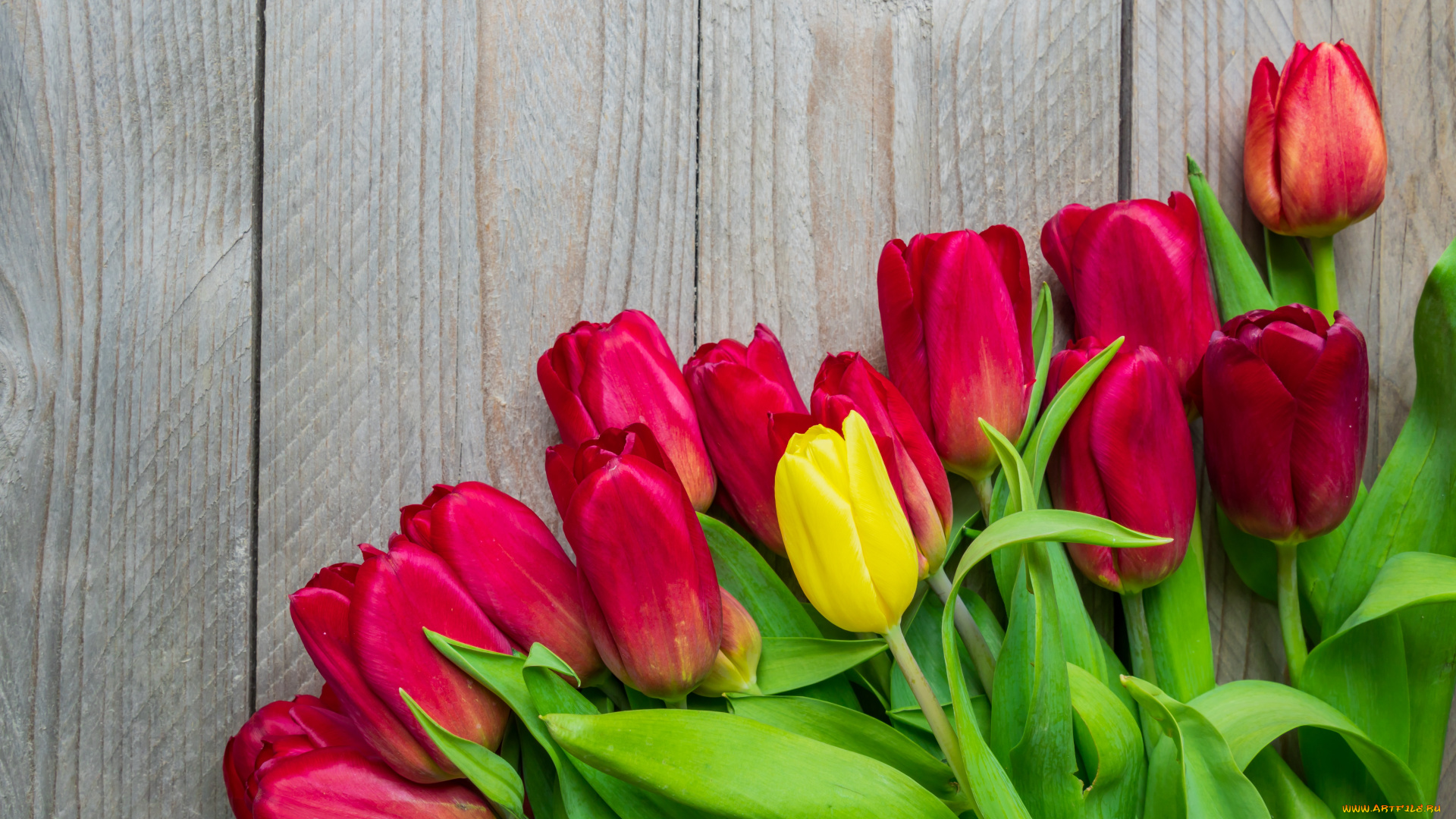 цветы, тюльпаны