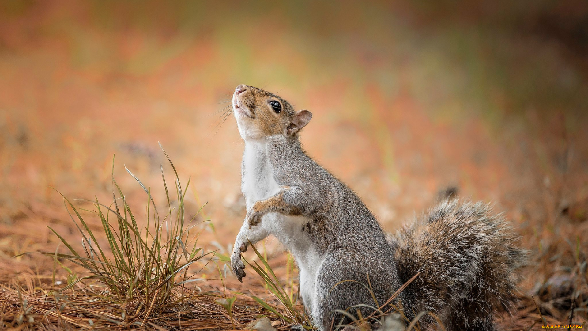 животные, белки, белка