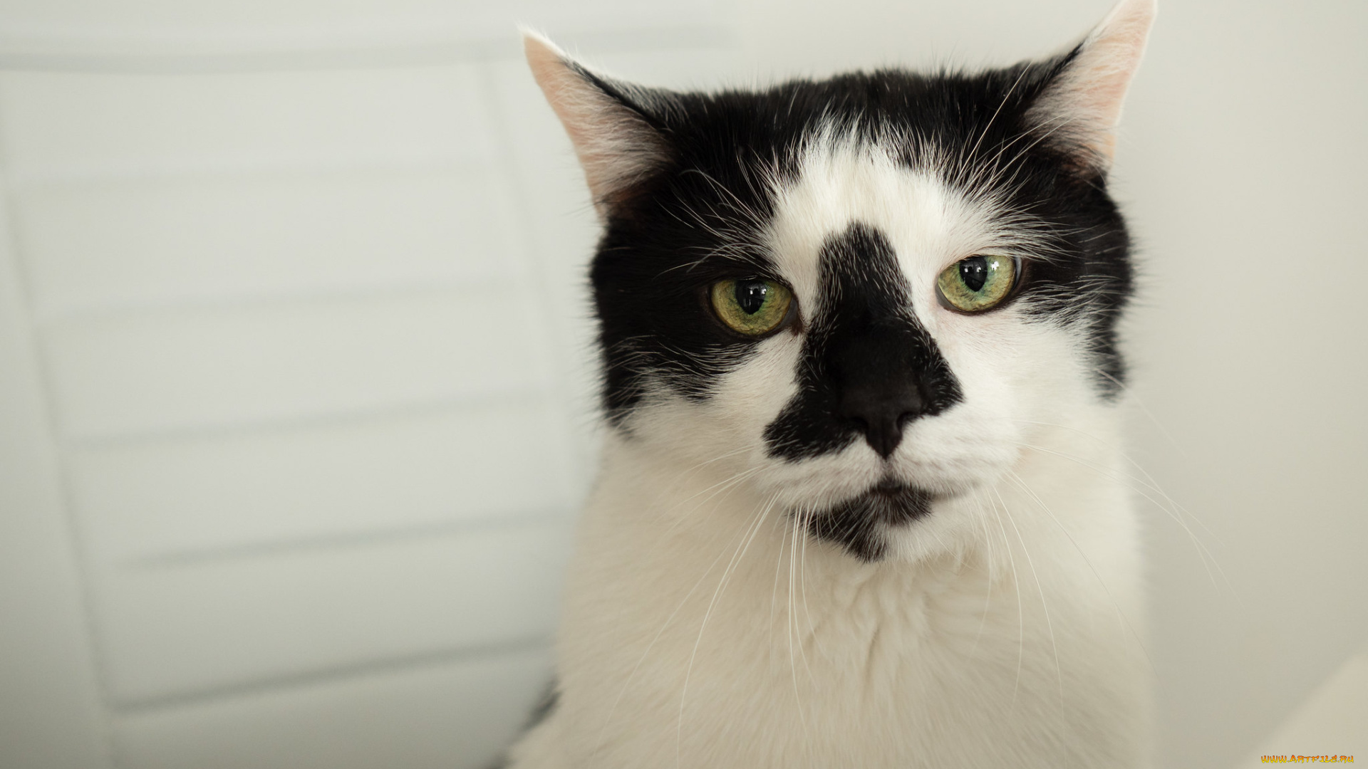 животные, коты, кот, кошка