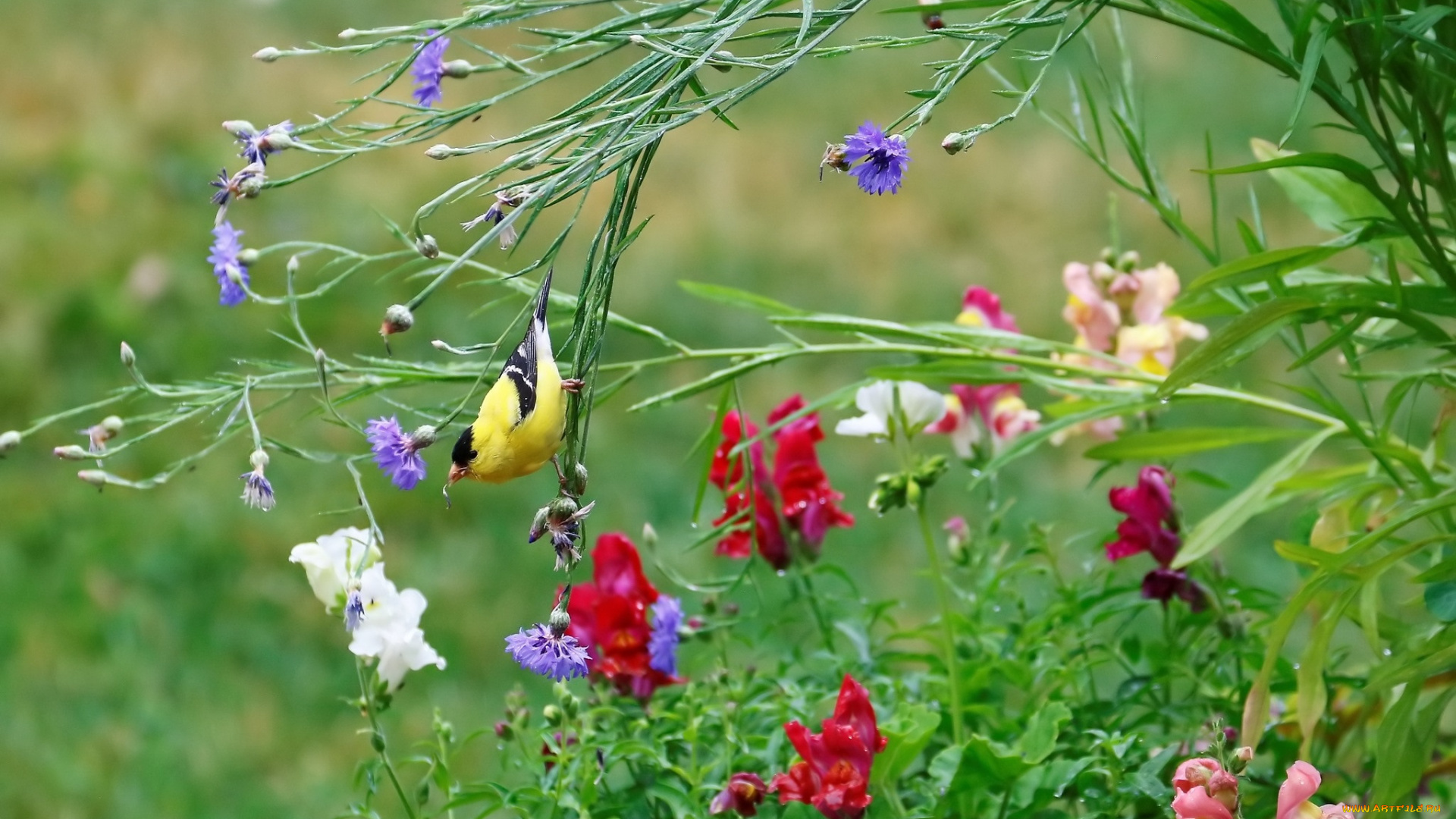животные, птицы, птица
