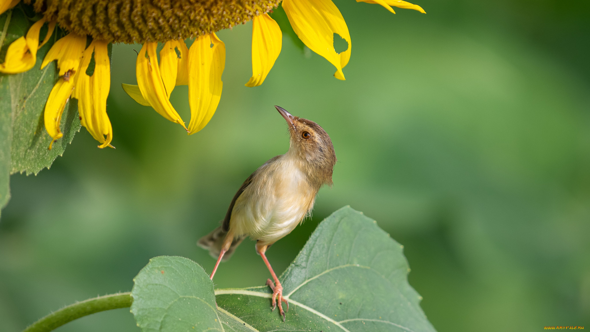 животные, птицы, птица