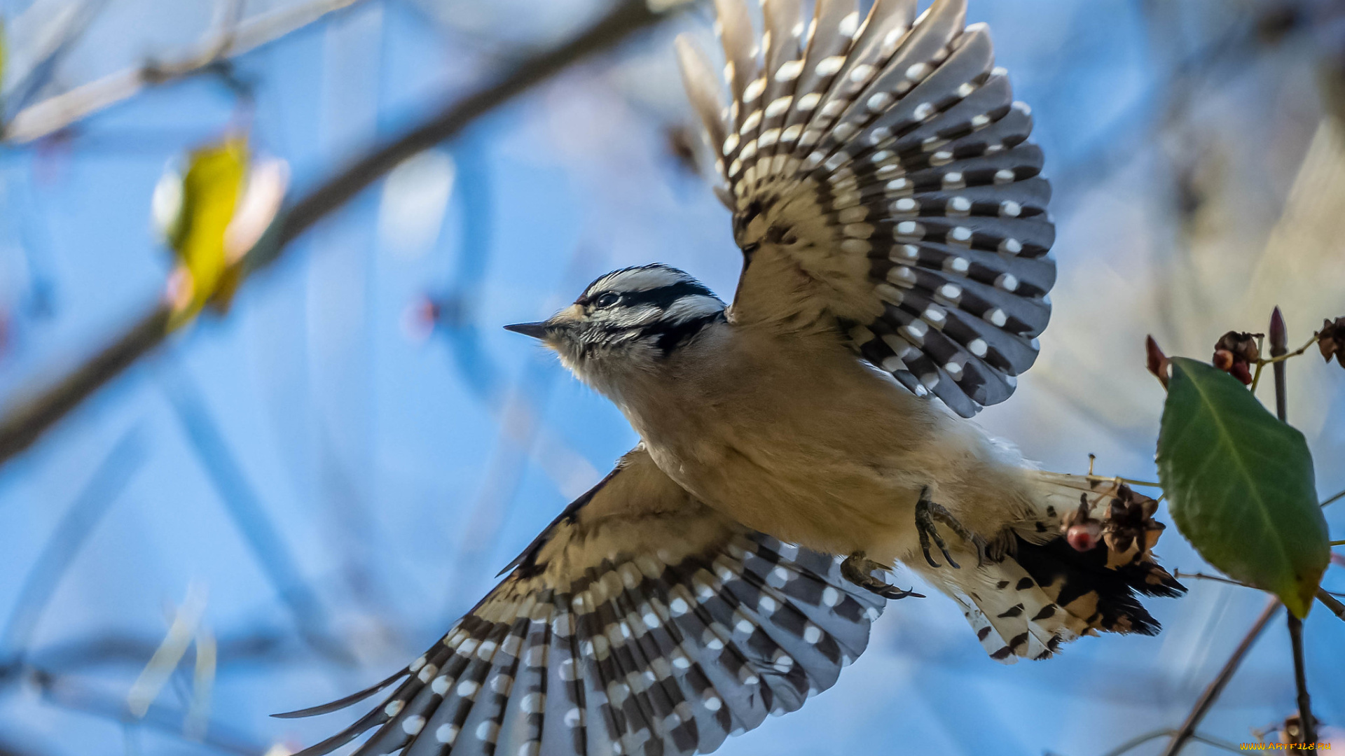 животные, птицы, птица