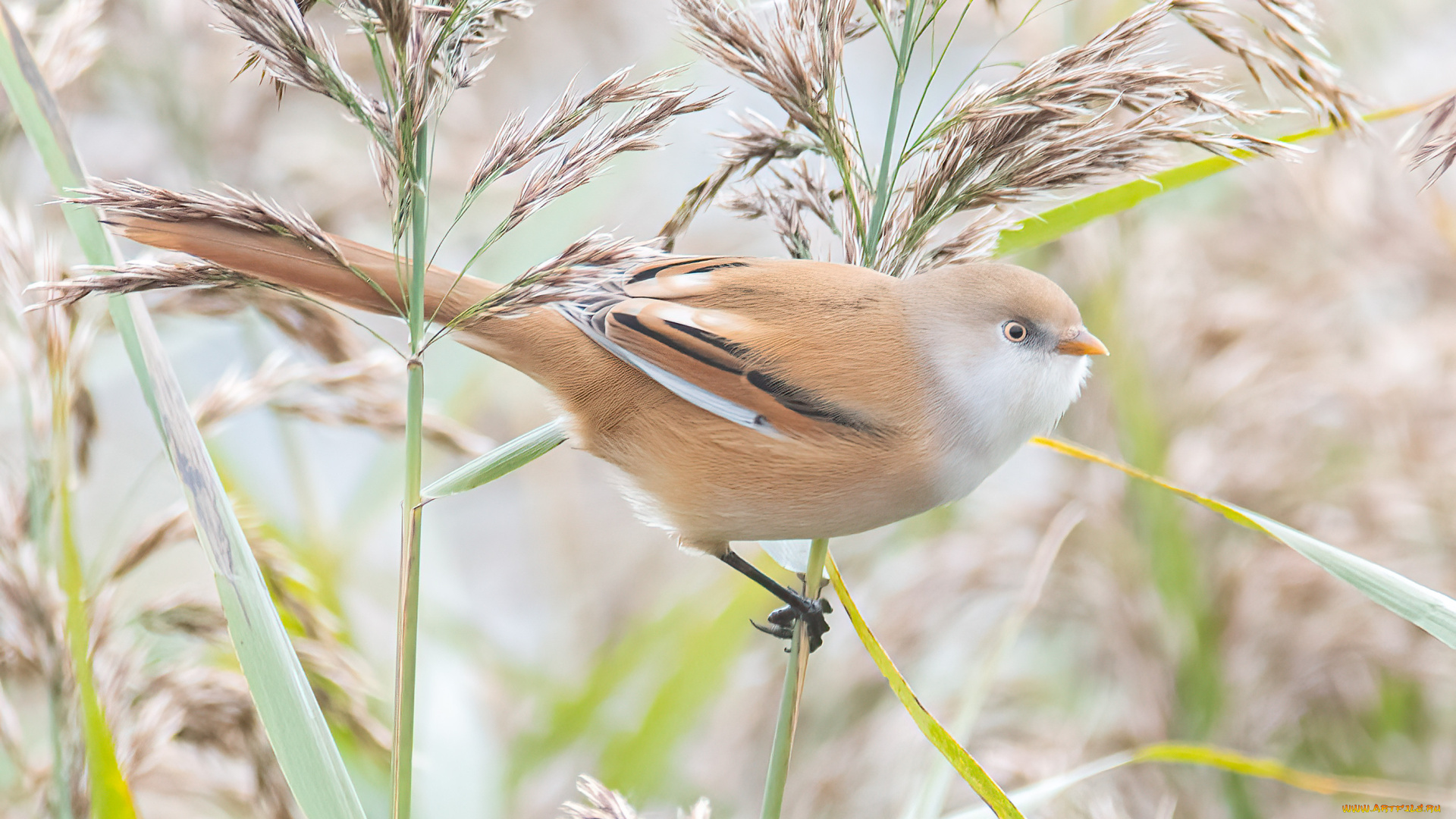 животные, синицы, , лазоревки, птица