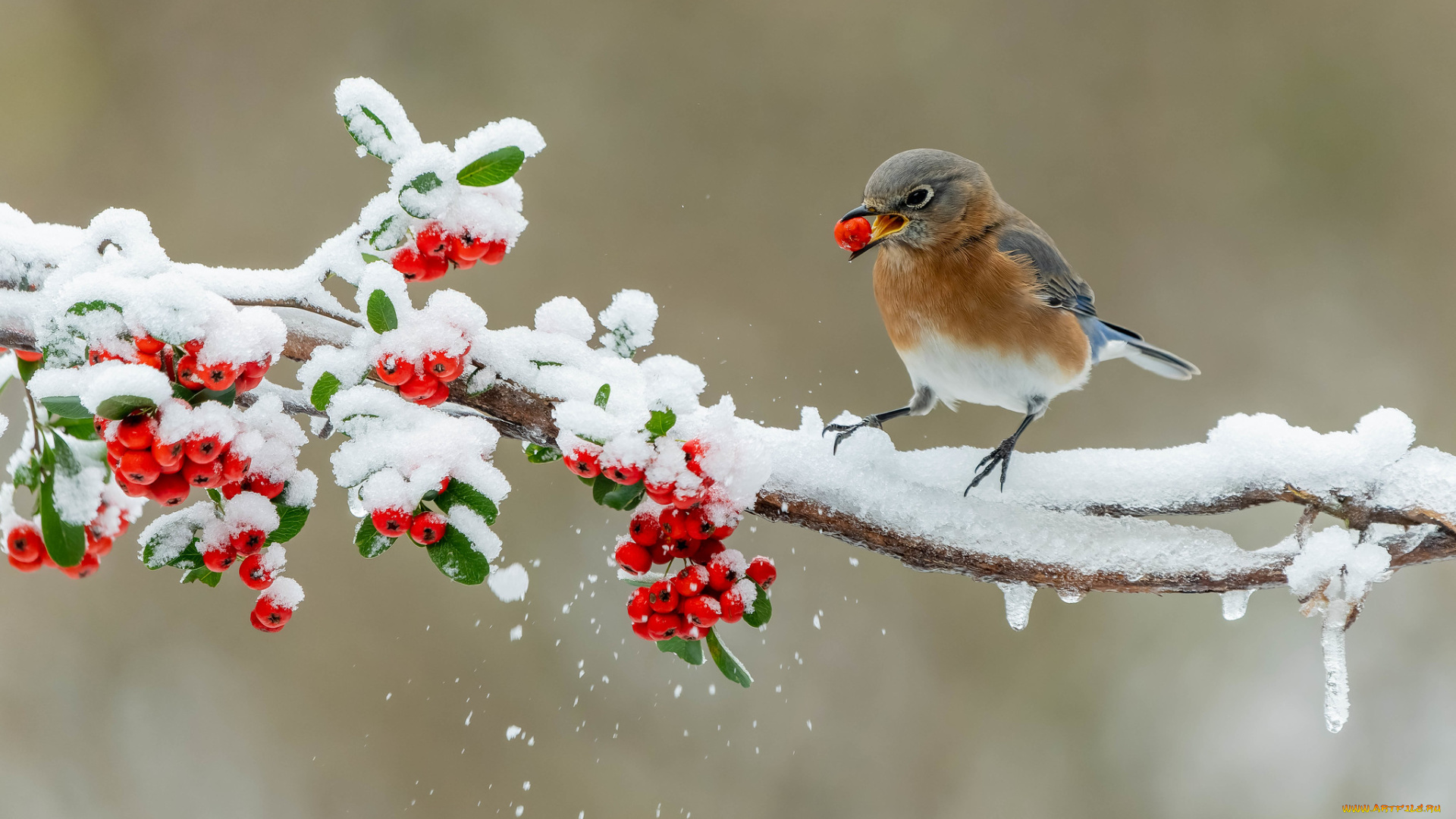 животные, синицы, , лазоревки, птица