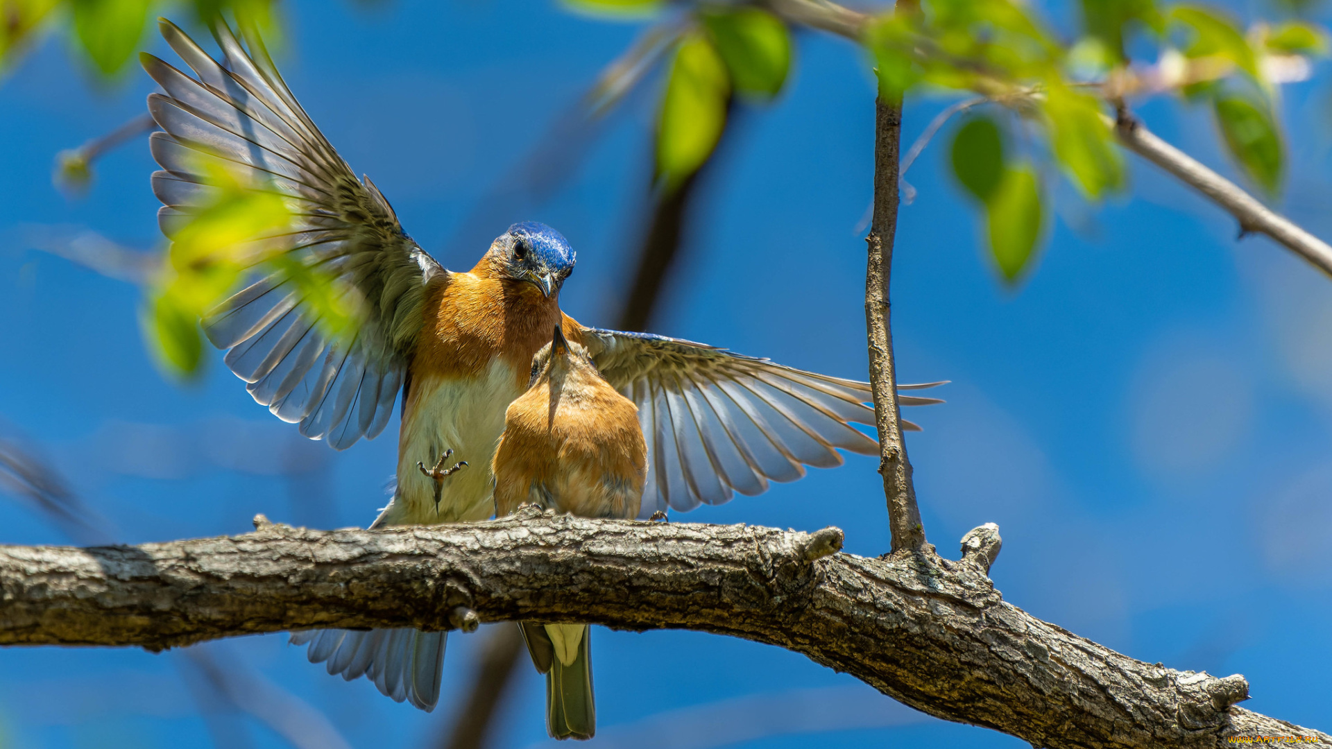 животные, синицы, , лазоревки, птицы