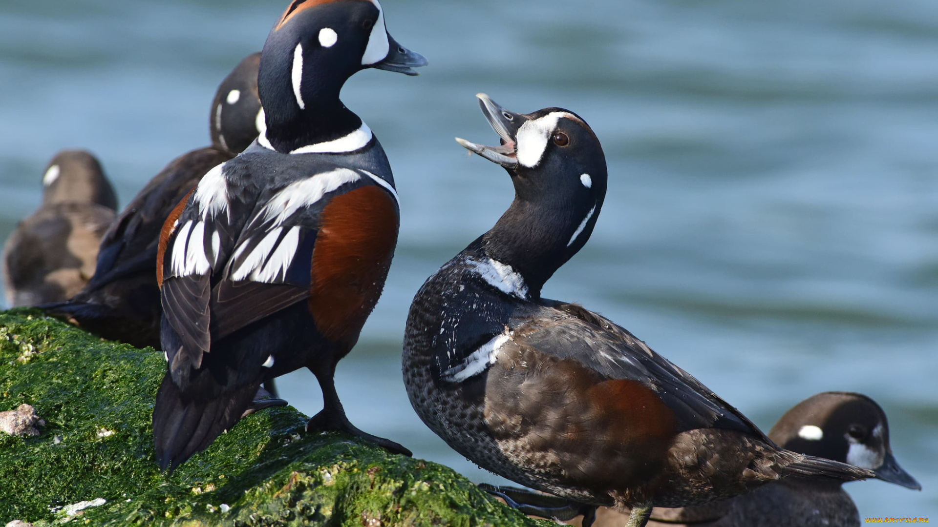 животные, утки