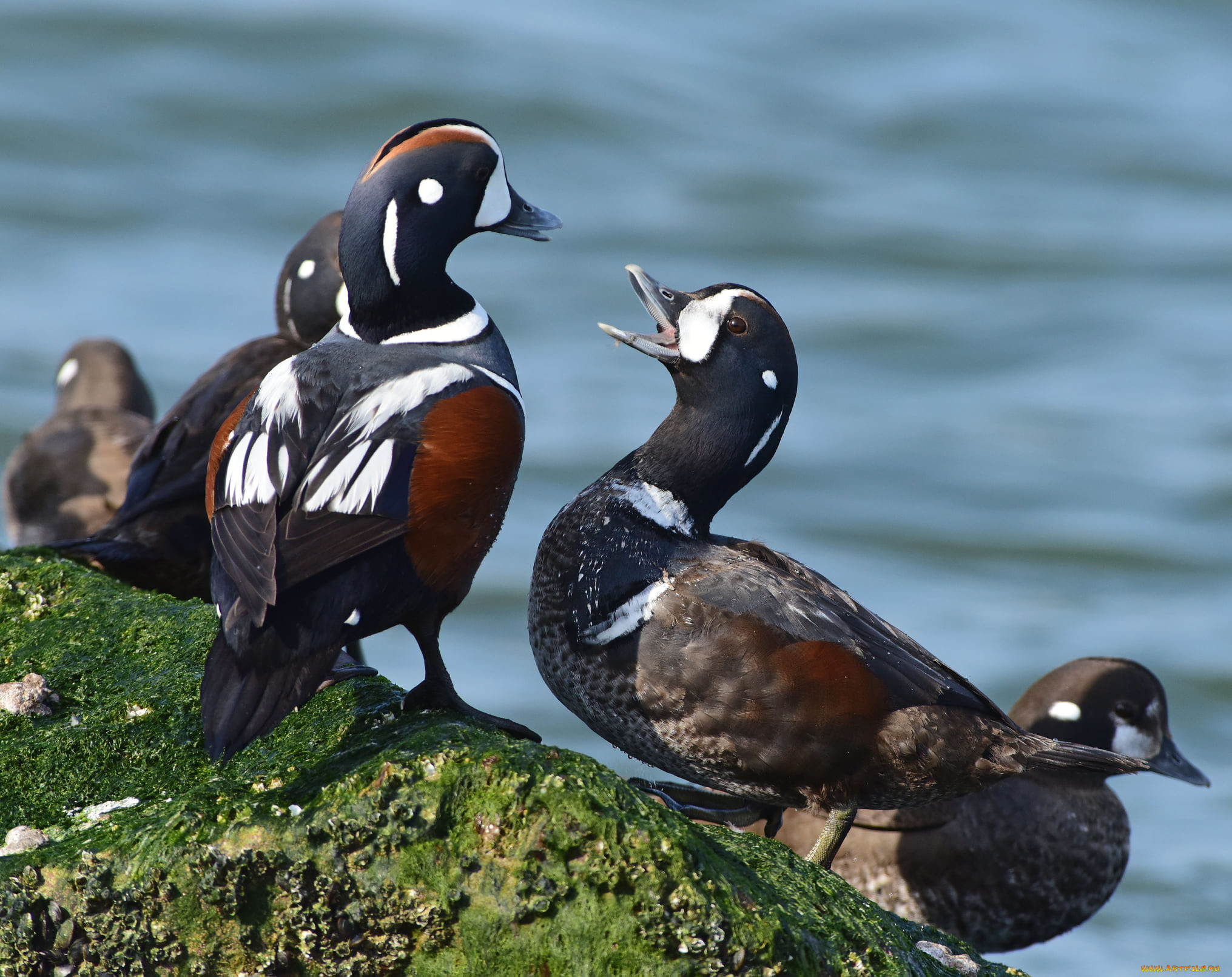 животные, утки