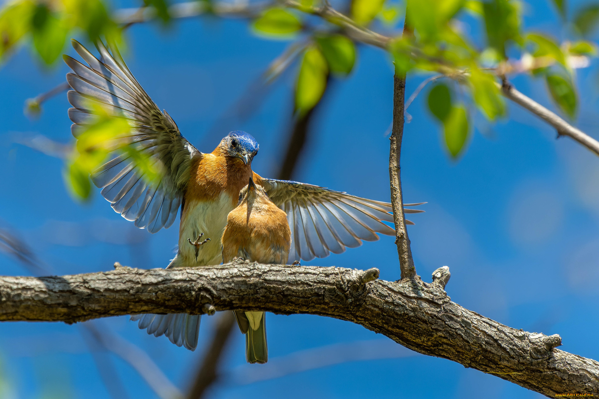 животные, синицы, , лазоревки, птицы