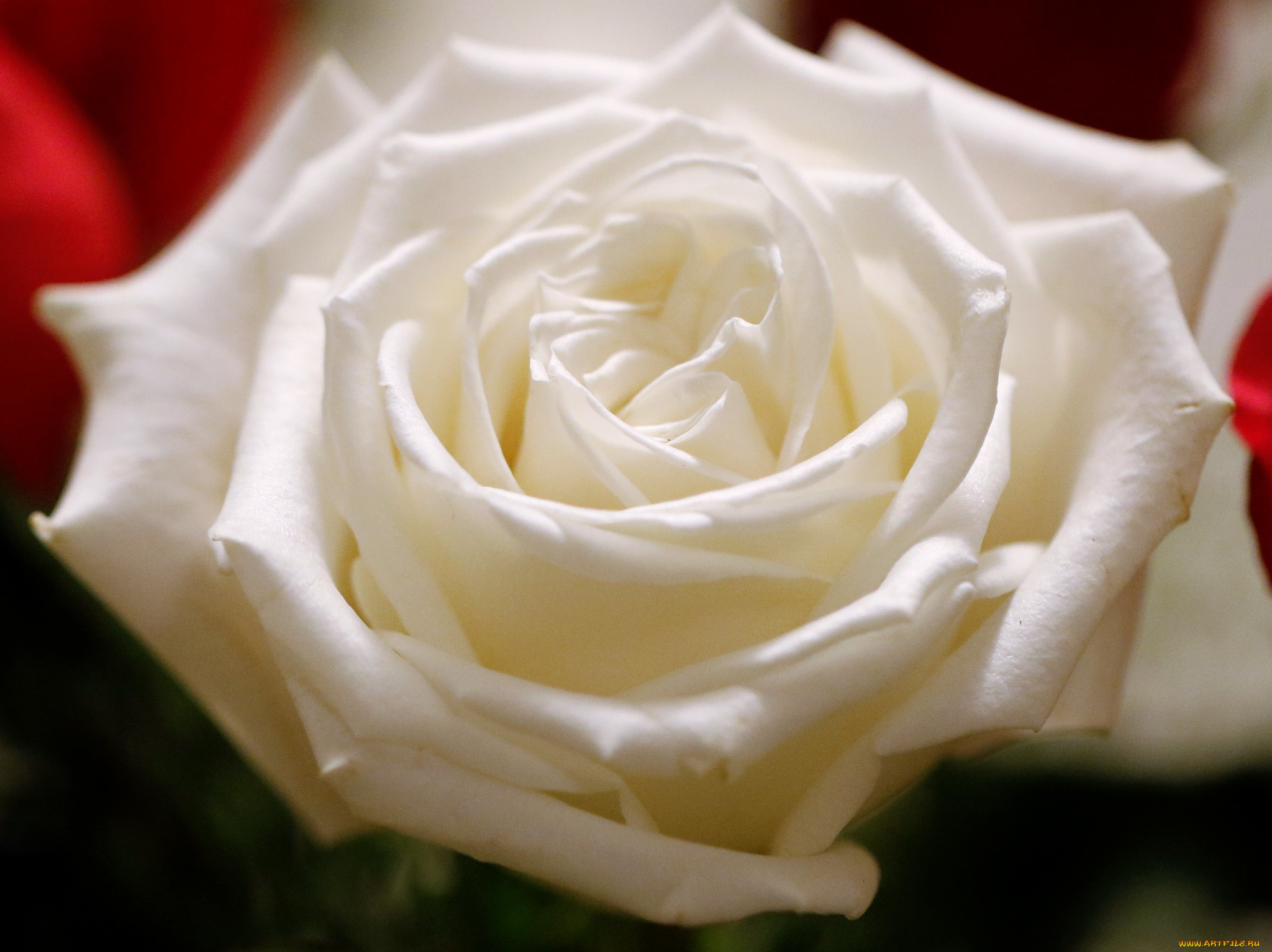 цветы, розы, роза