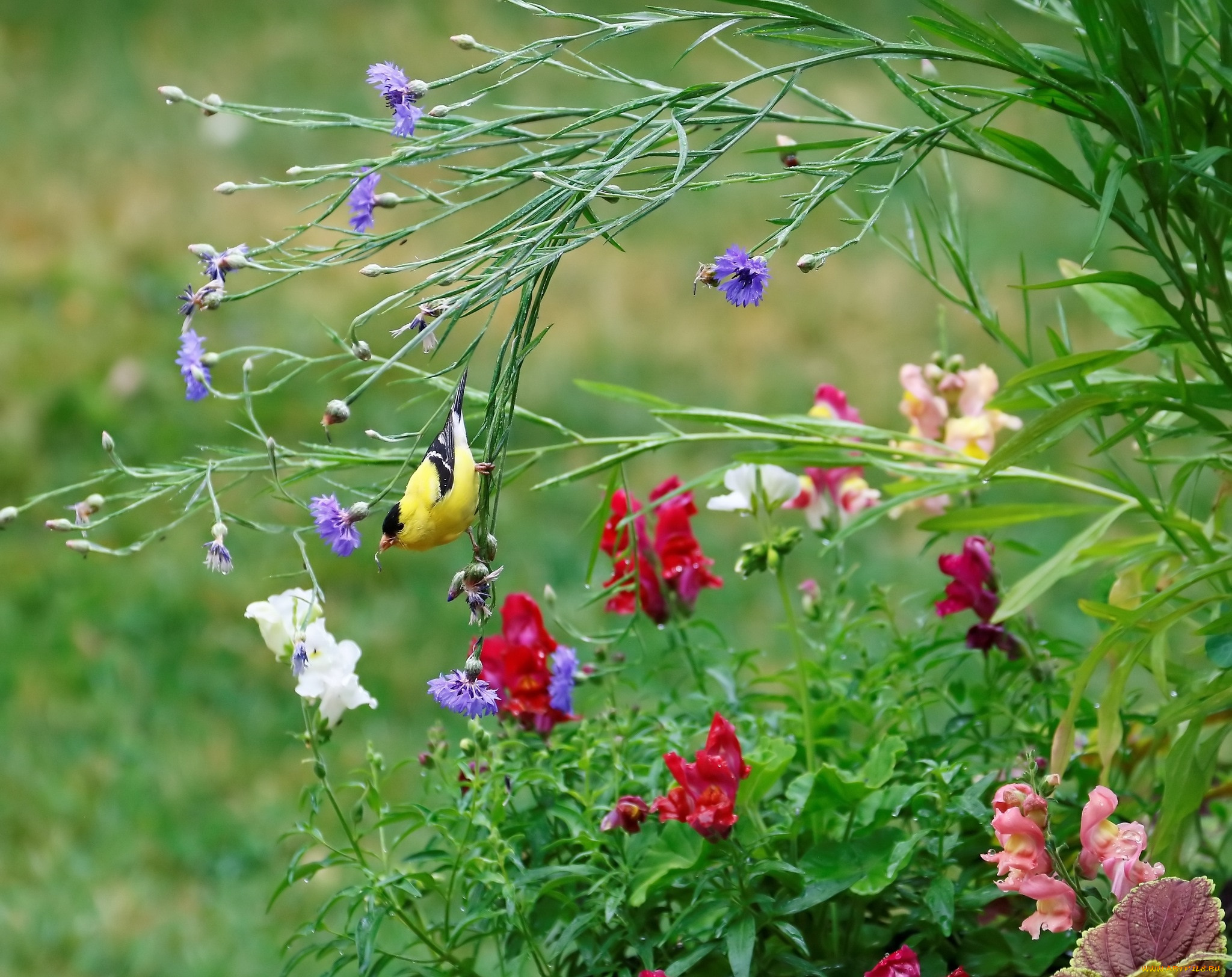 животные, птицы, птица