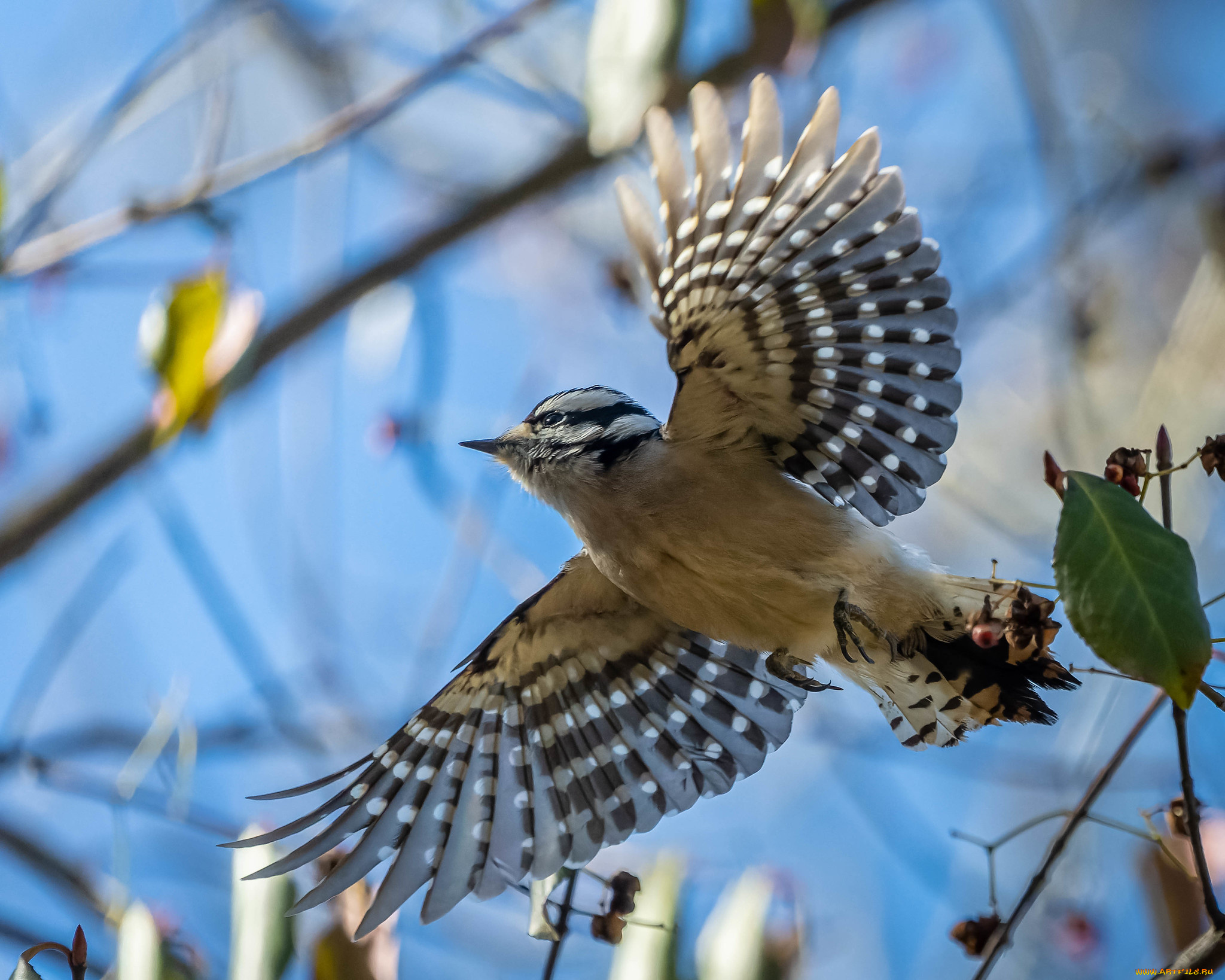 животные, птицы, птица