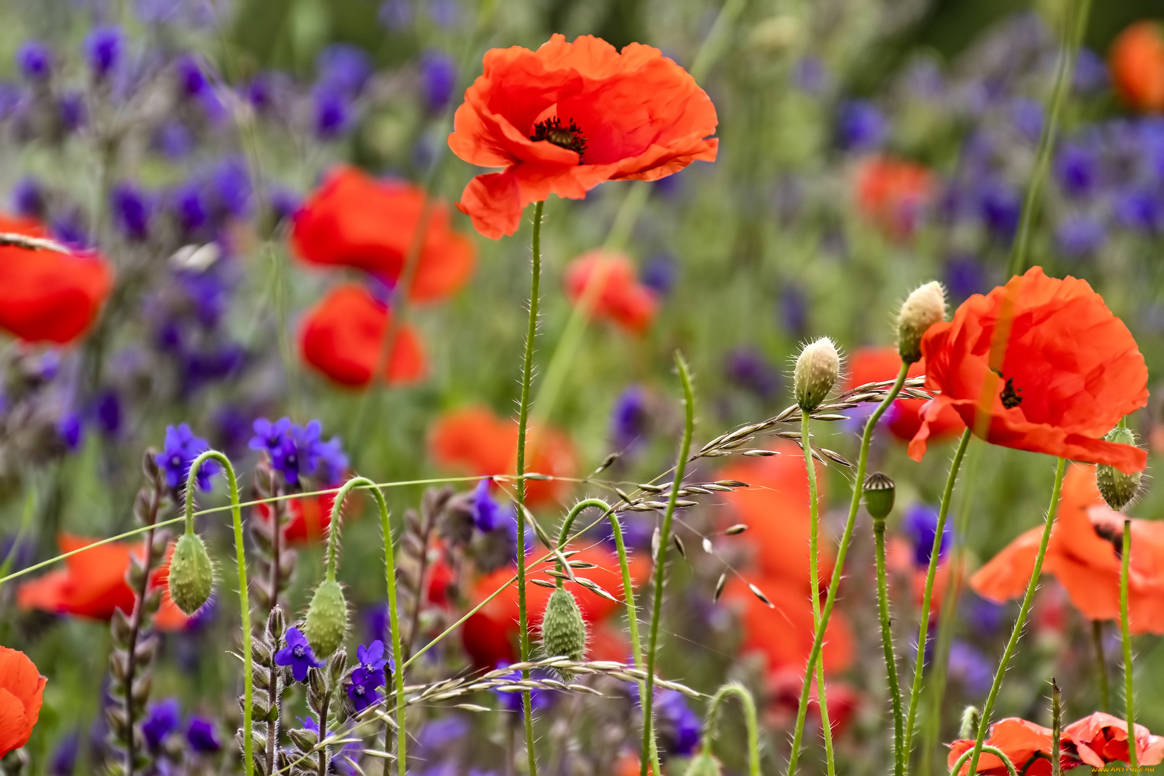 цветы, луговые, , полевые, , цветы, луг