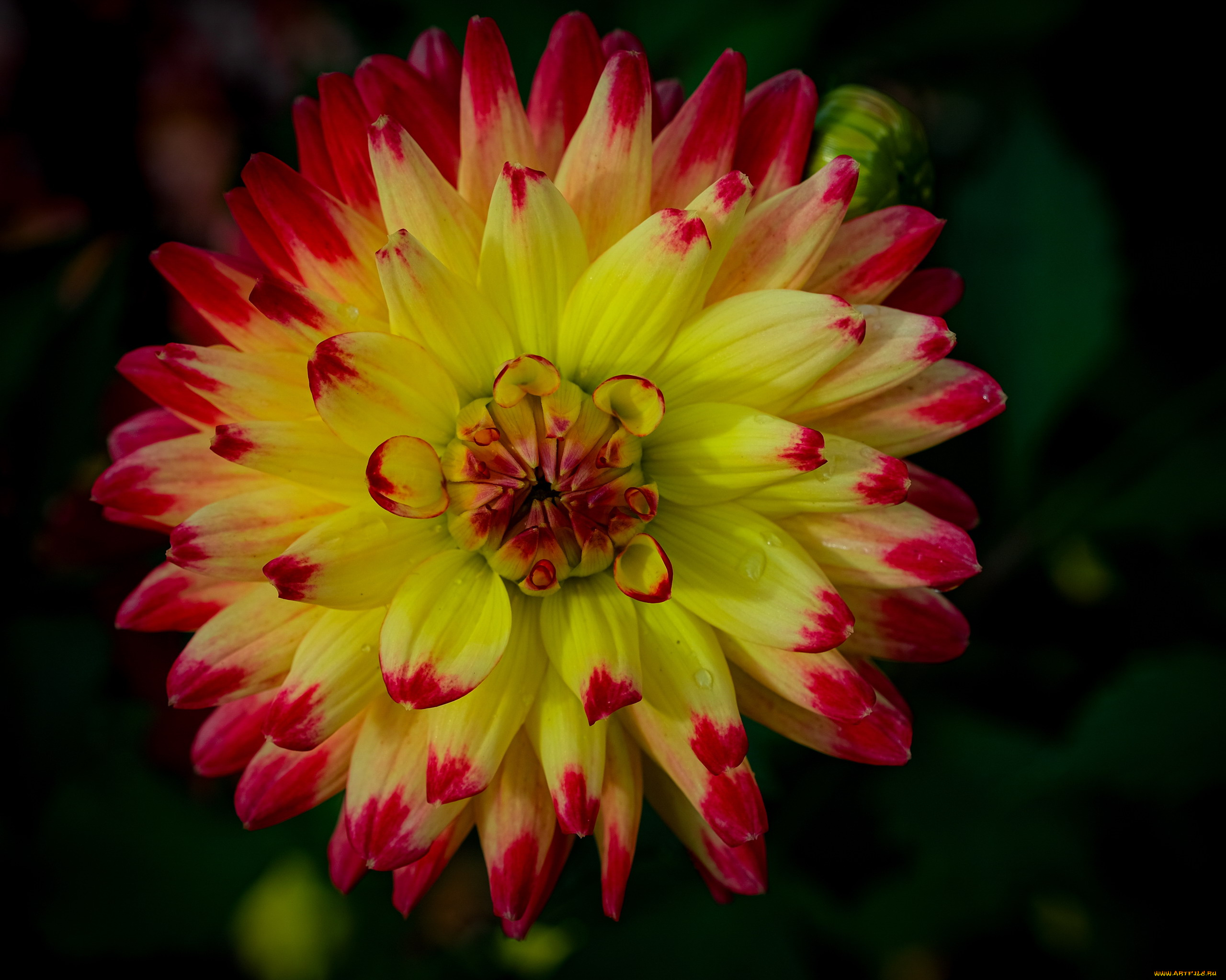 цветы, георгины, макро