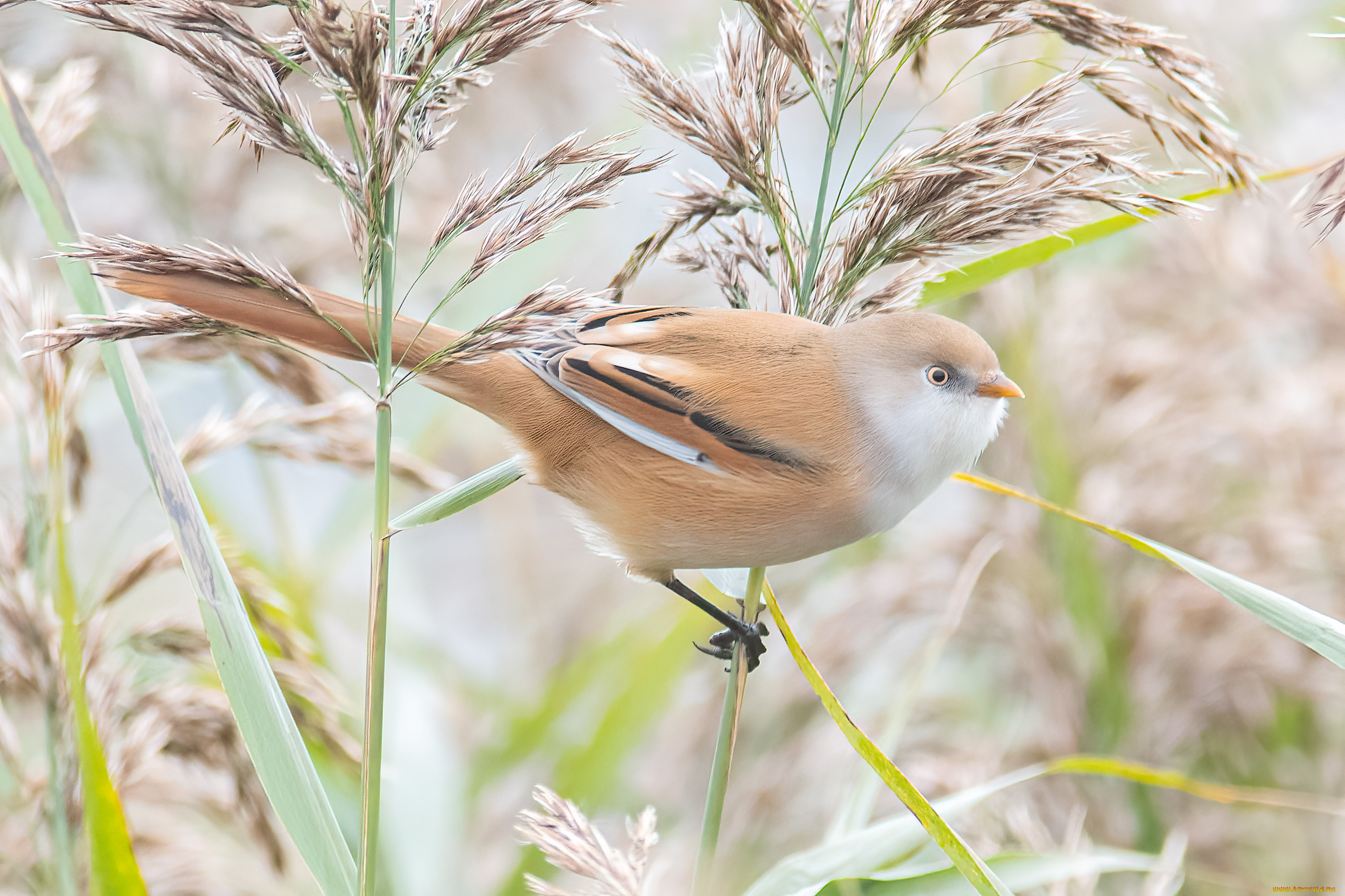 животные, синицы, , лазоревки, птица