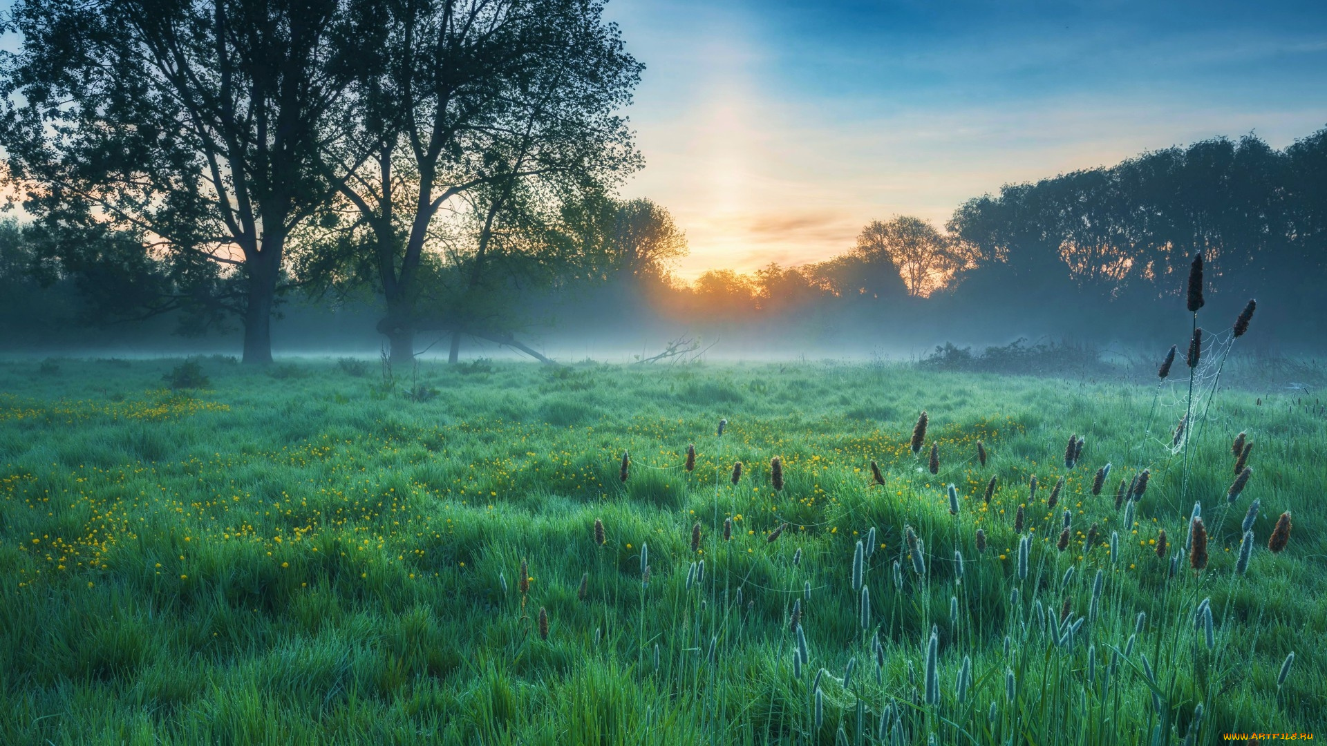english, meadow, in, may, bedfordshire, природа, луга, english, meadow, in, may