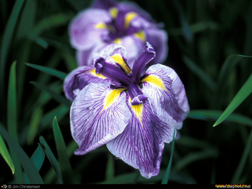 цветы, ирисы