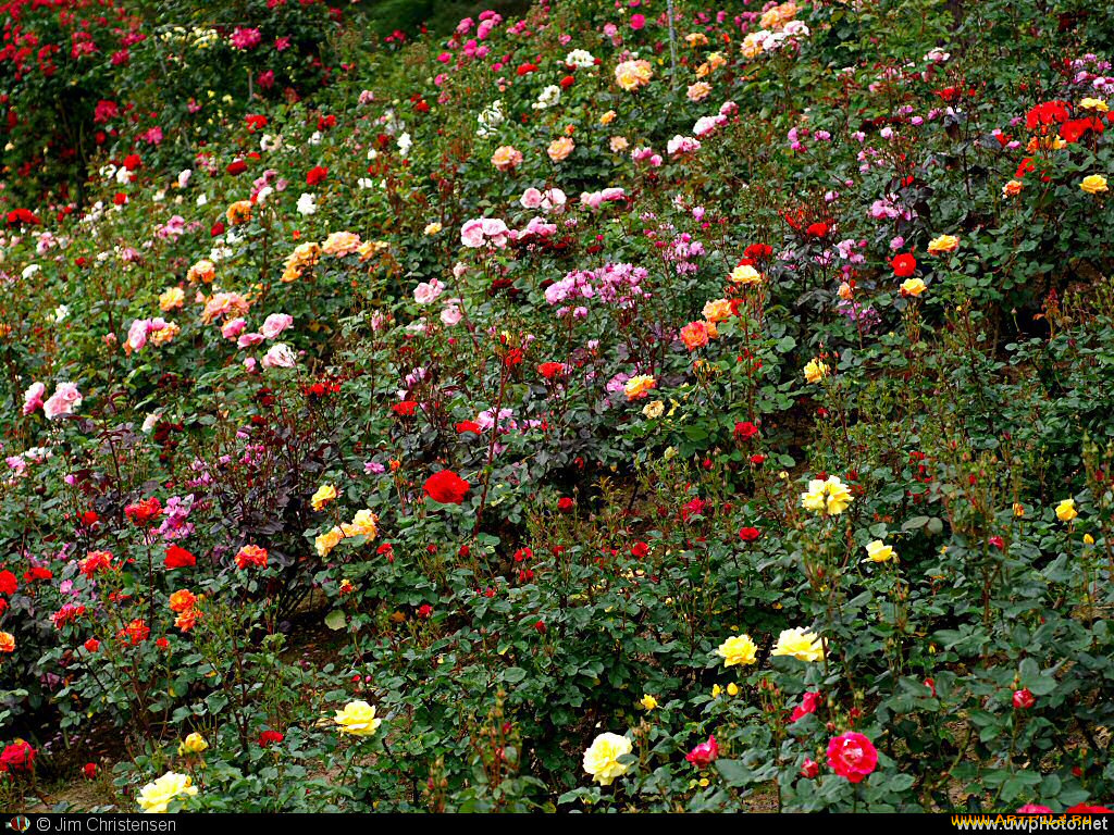 цветы, розы