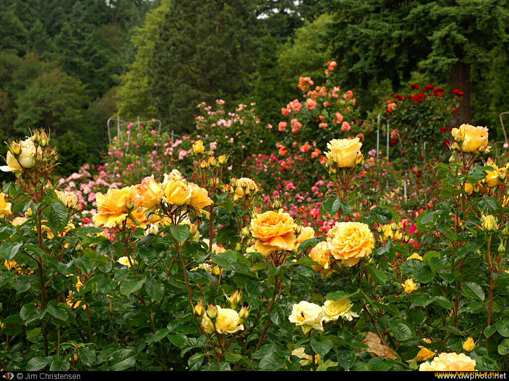 цветы, розы