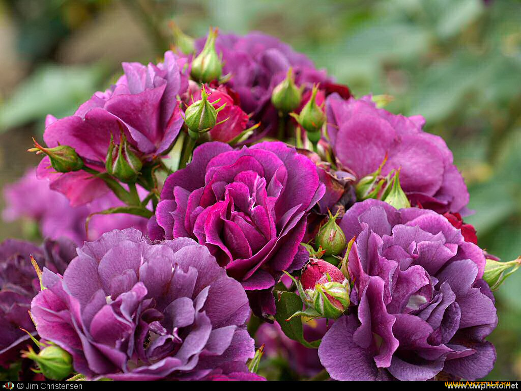 цветы, розы