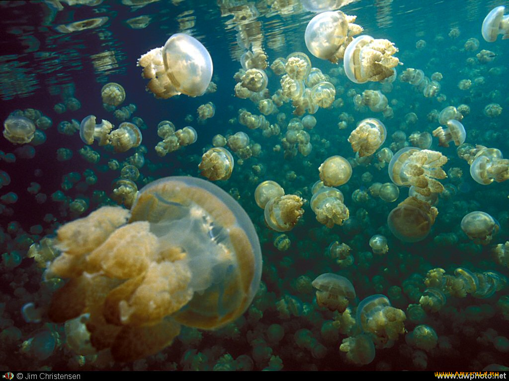 животные, медузы