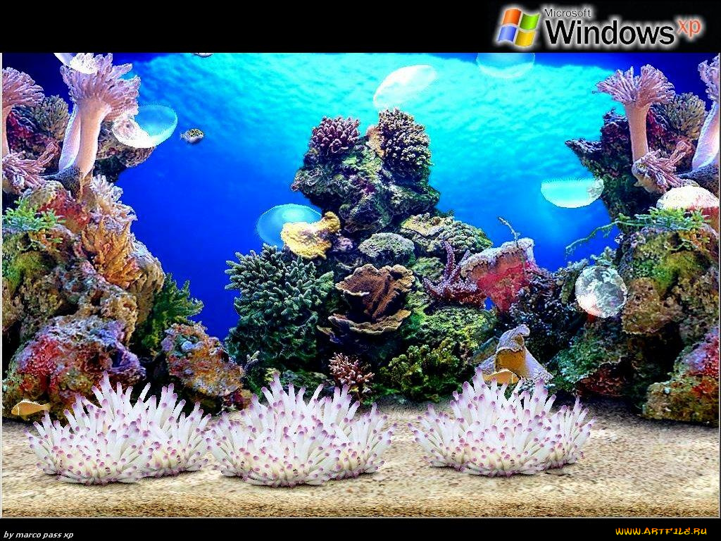 компьютеры, windows, xp