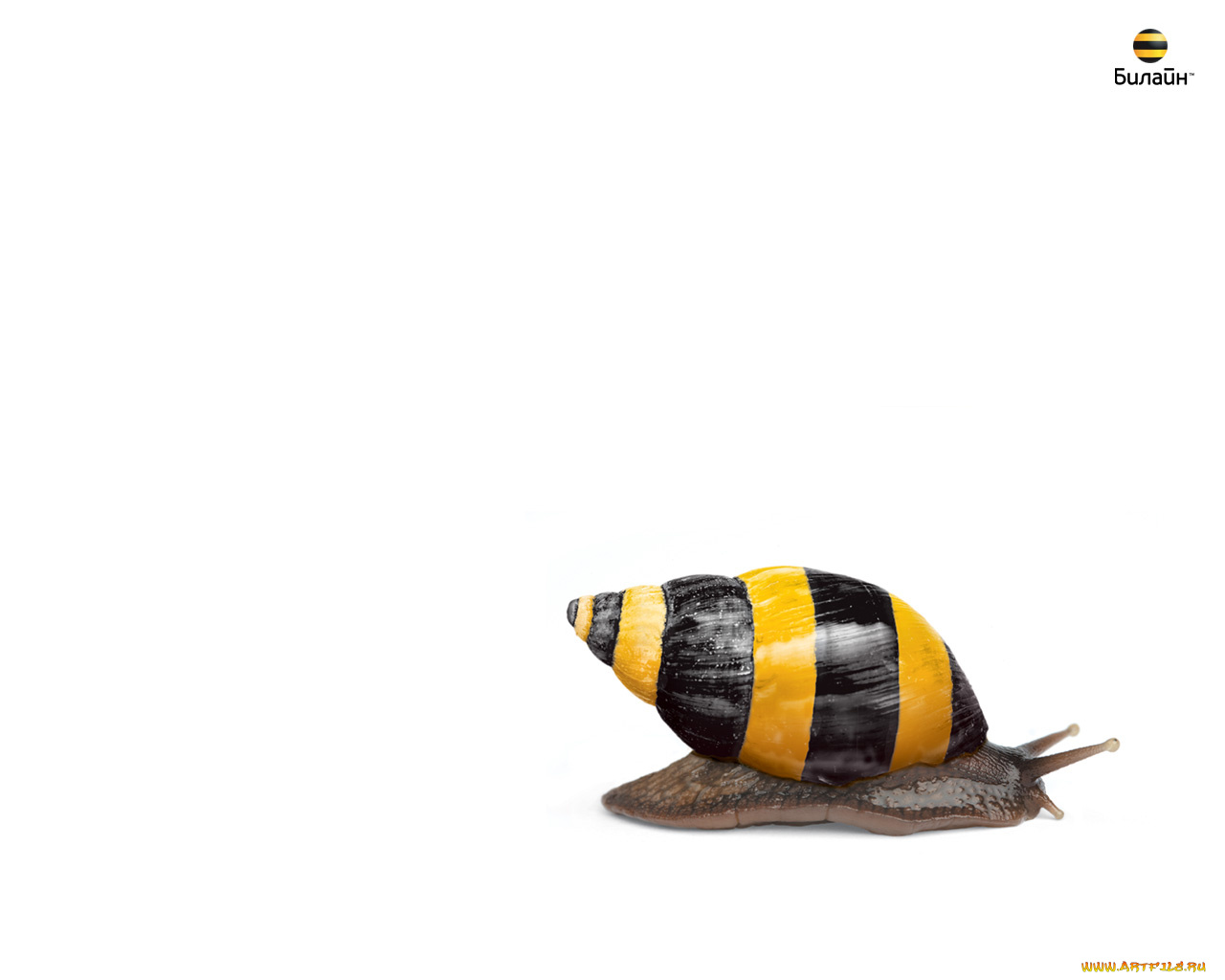 бренды, beeline