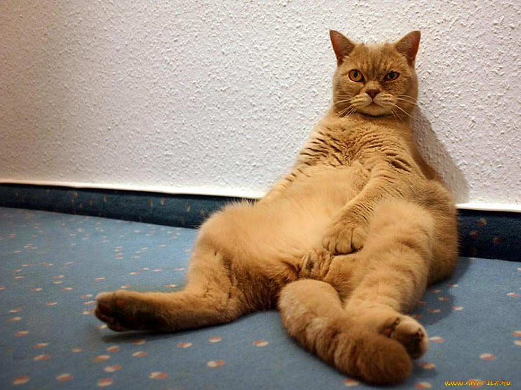 животные, коты