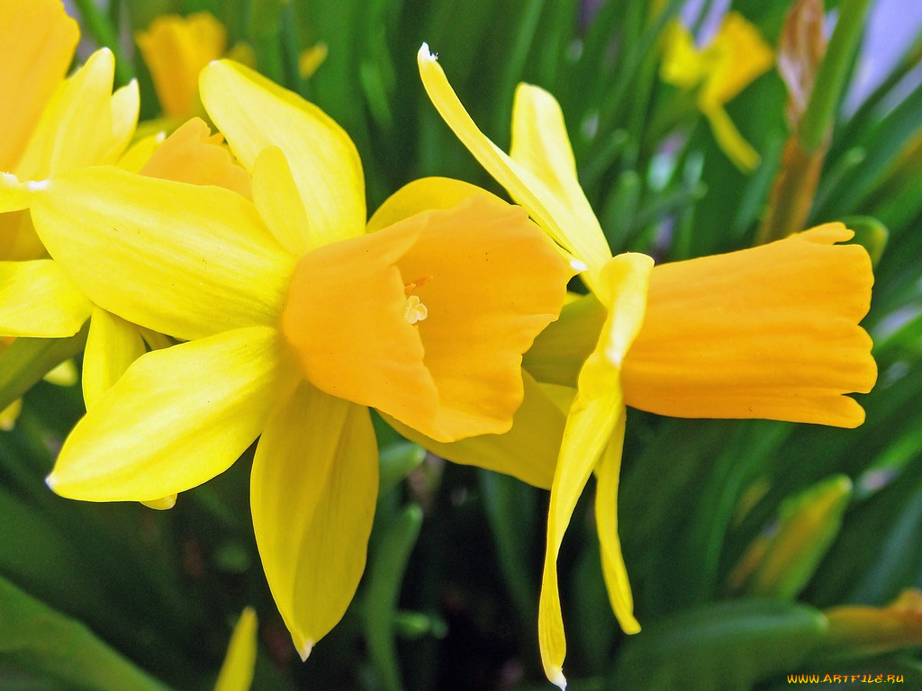 цветы, нарциссы