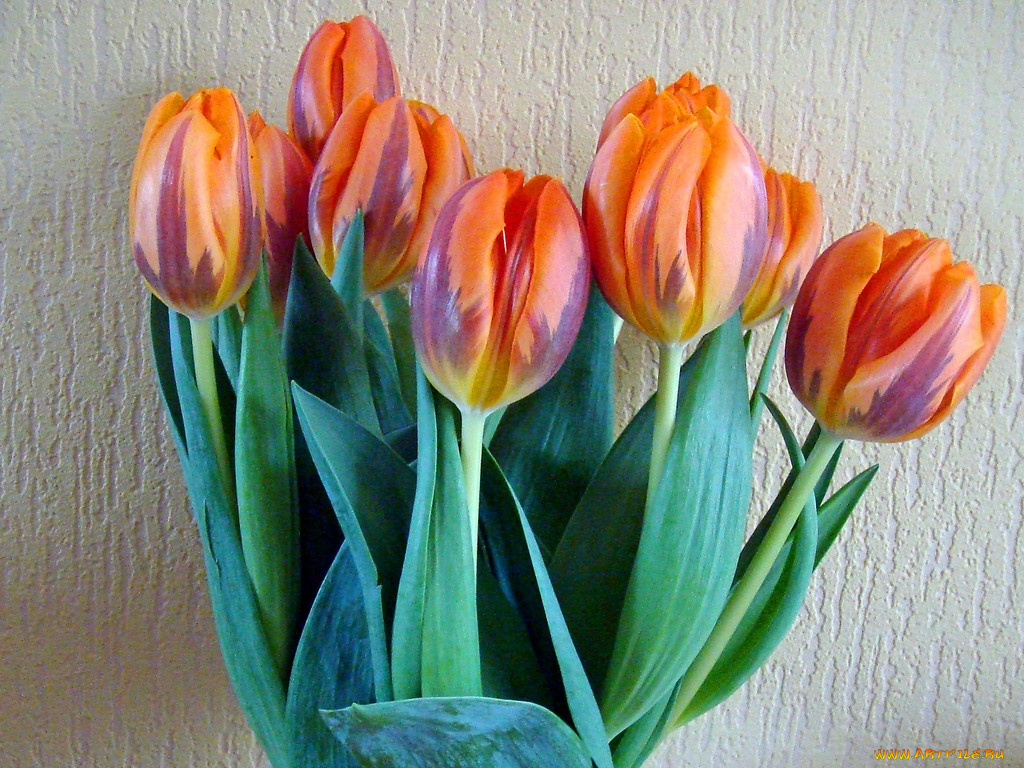 цветы, тюльпаны