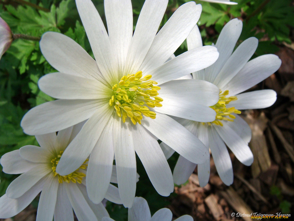 цветы, ветреницы, печёночницы