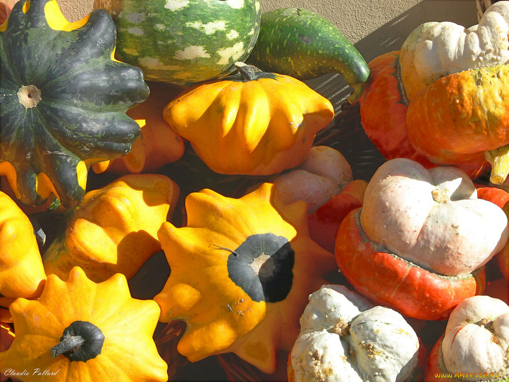 еда, кабачки, цуккини, патиссоны