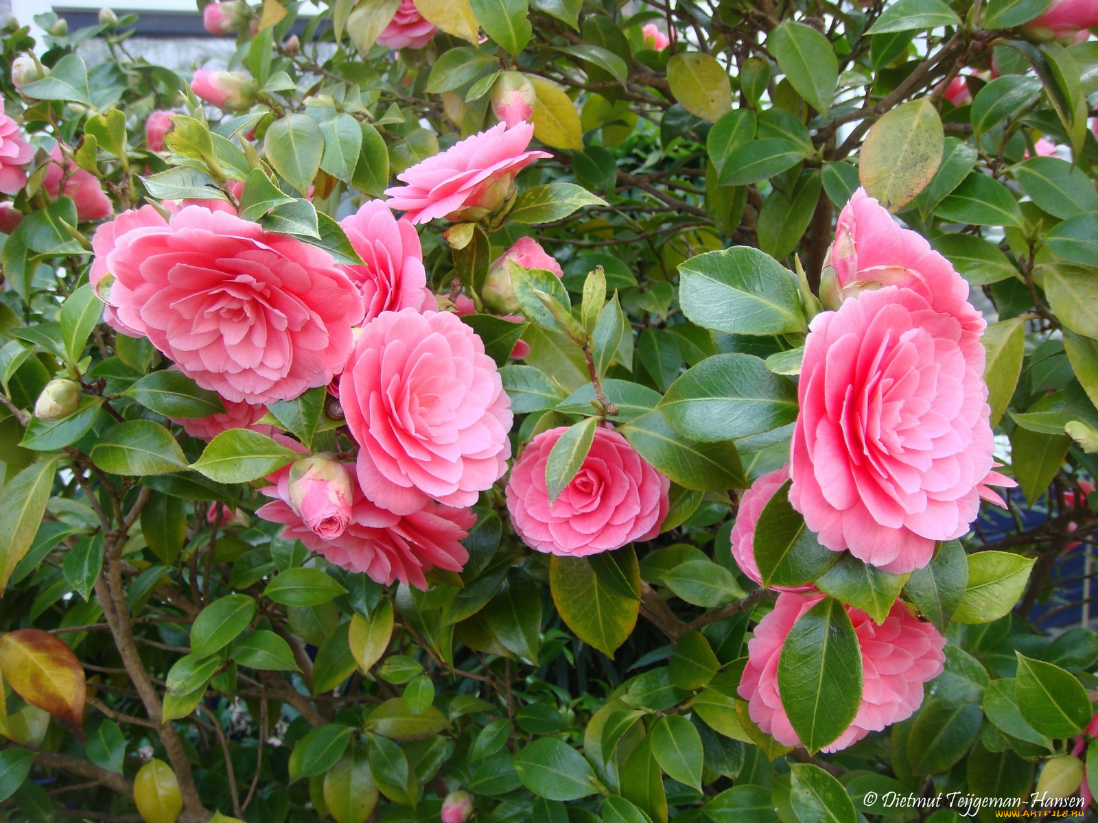 camelia, цветы, камелии