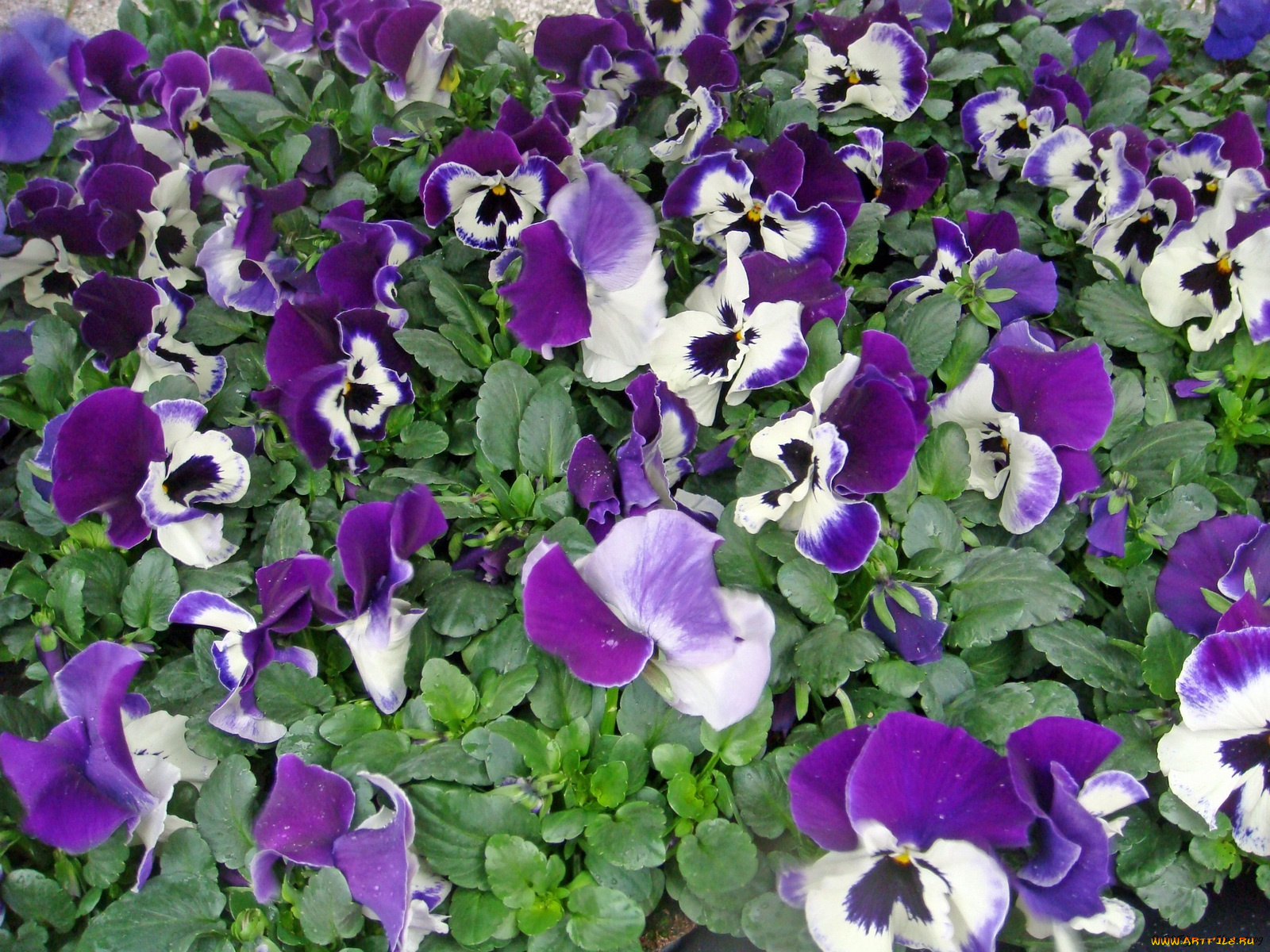 цветы, анютины, глазки, садовые, фиалки