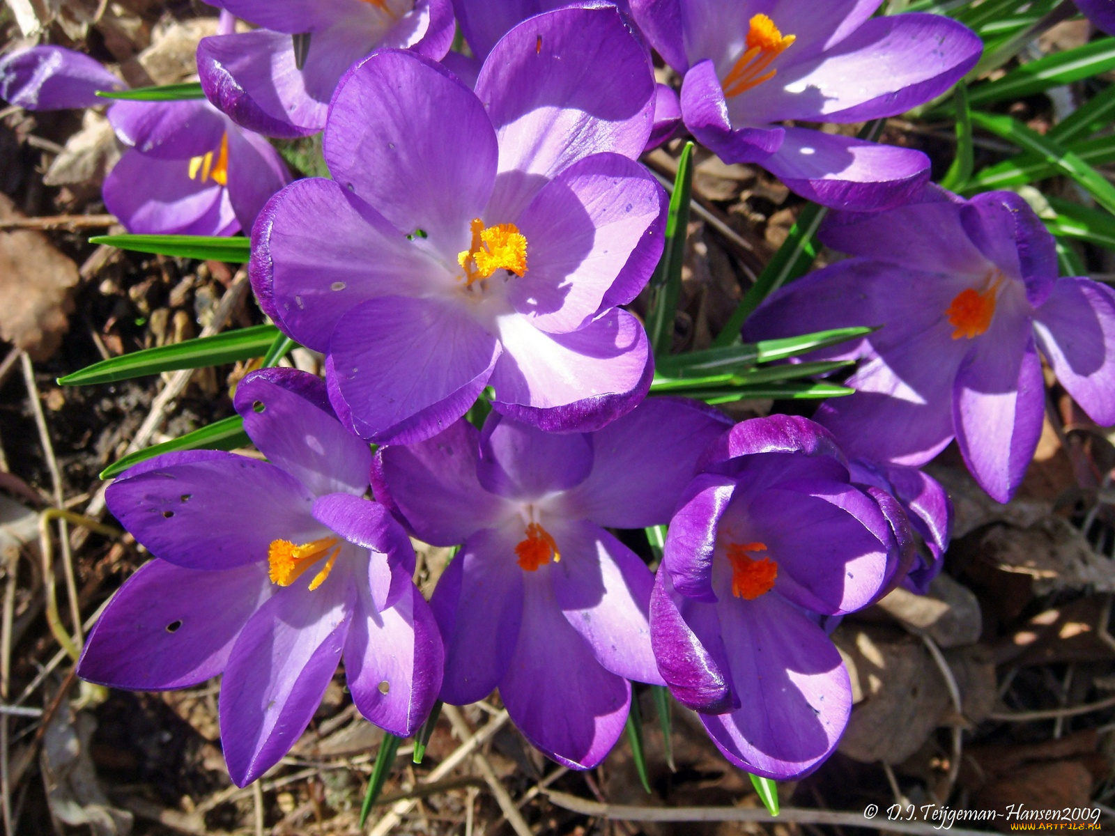 цветы, крокусы