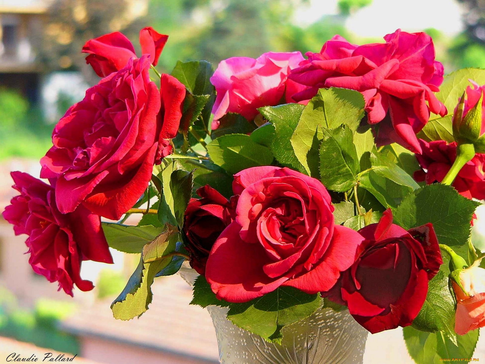 цветы, розы