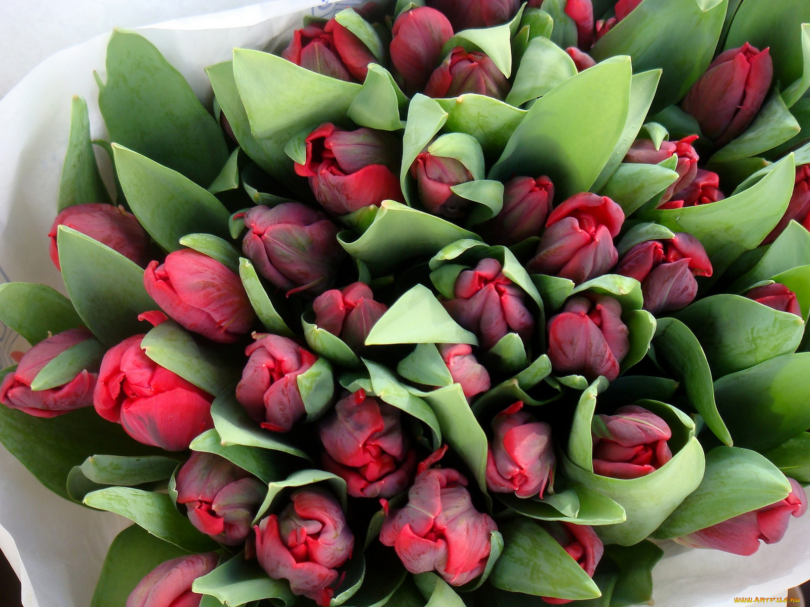 цветы, тюльпаны