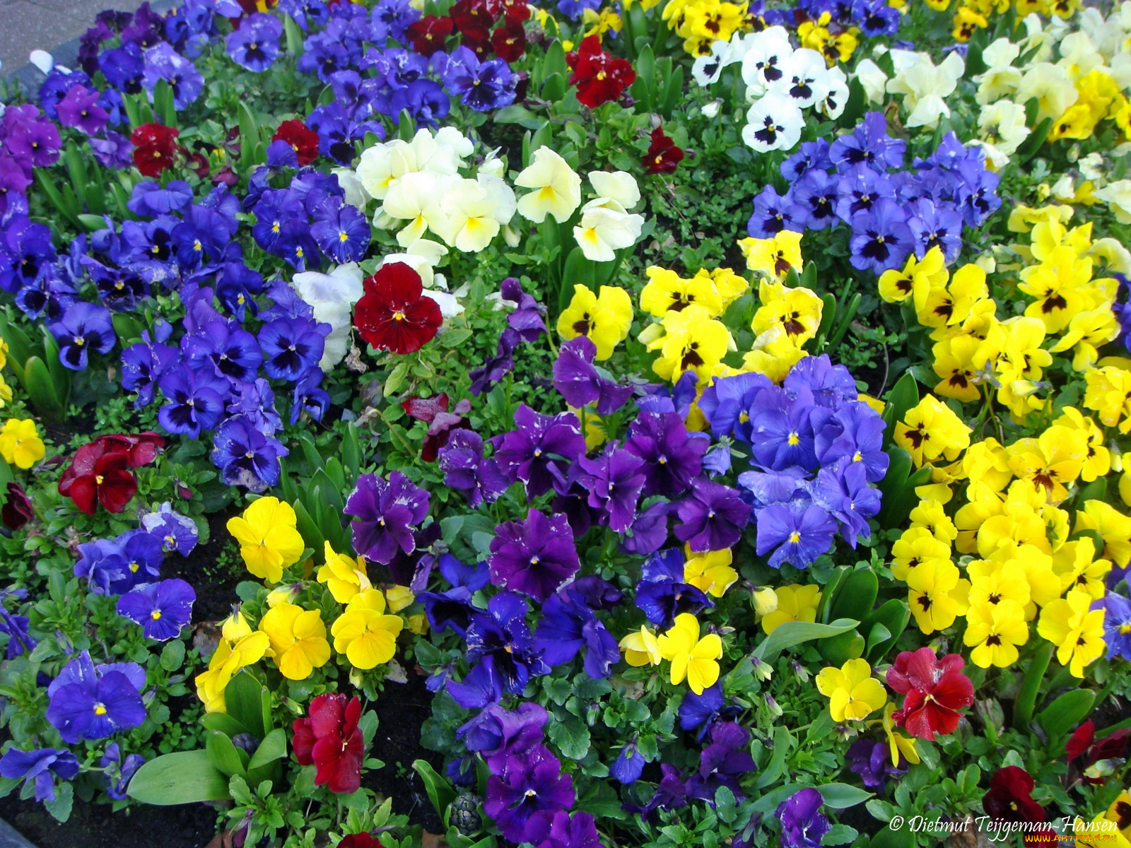 pansies, цветы, анютины, глазки, садовые, фиалки