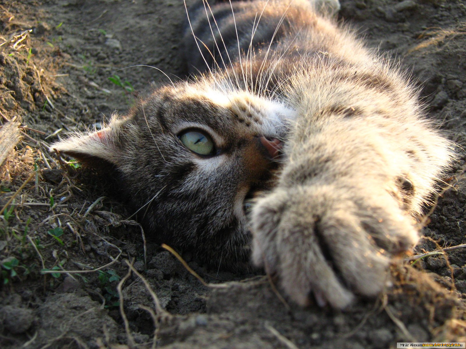 животные, коты