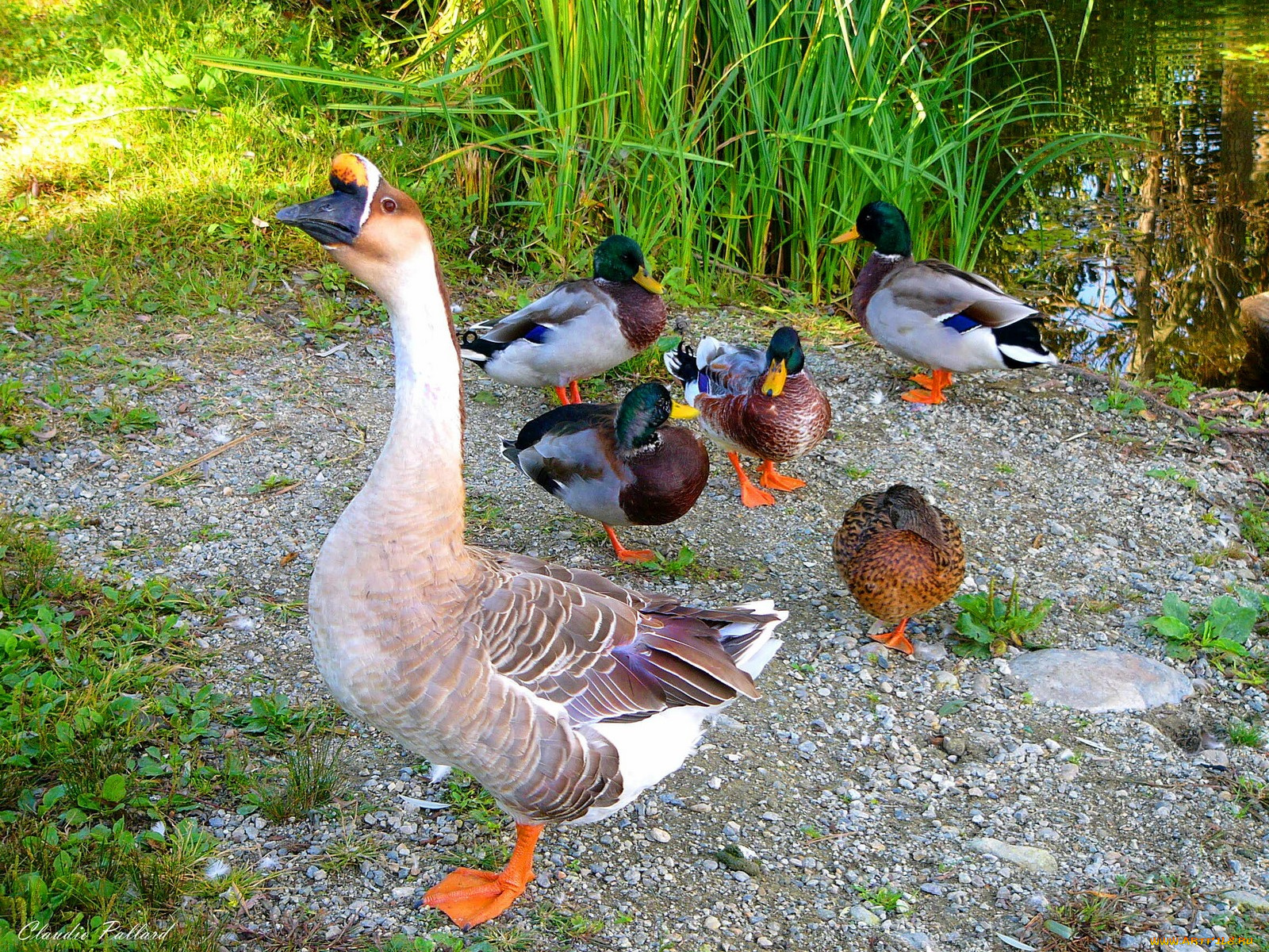 животные, птицы