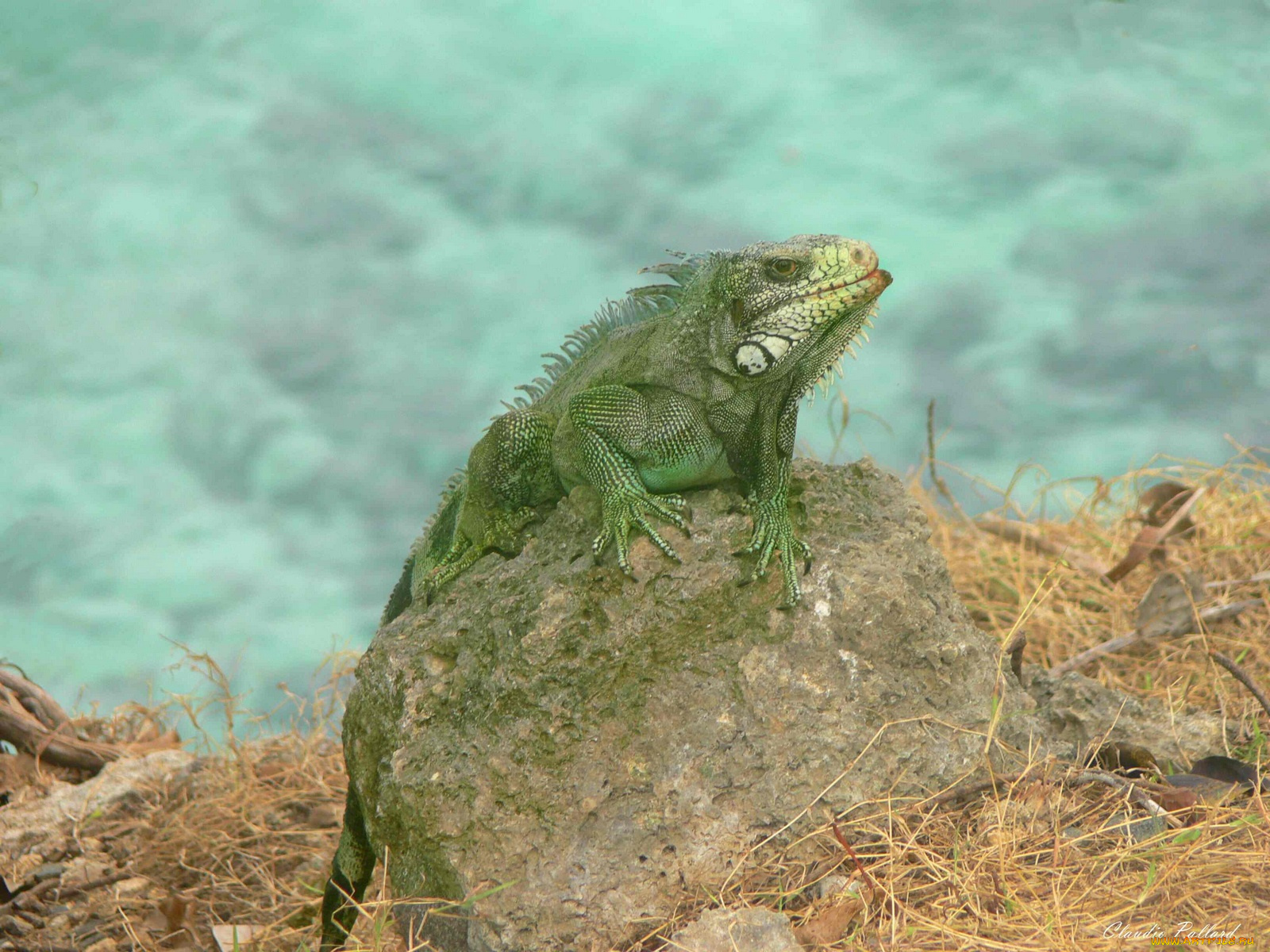 животные, Ящерицы, игуаны, вараны