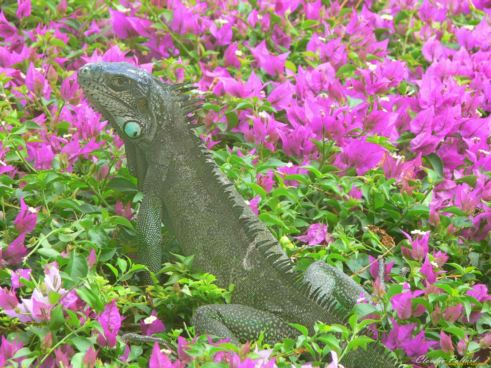 животные, Ящерицы, игуаны, вараны