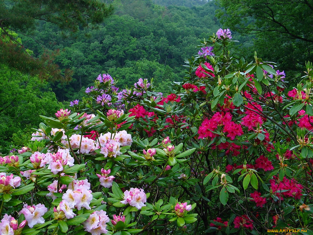 цветы, рододендроны, азалии