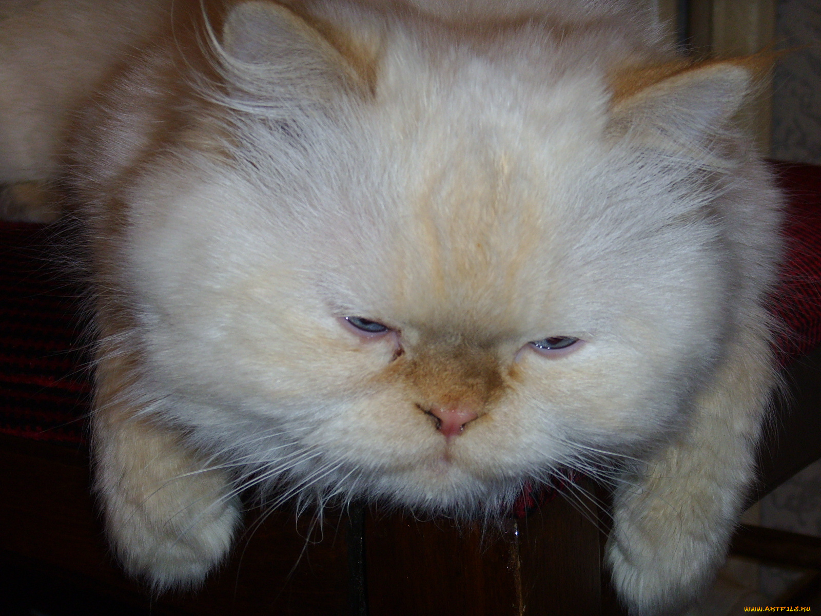 животные, коты