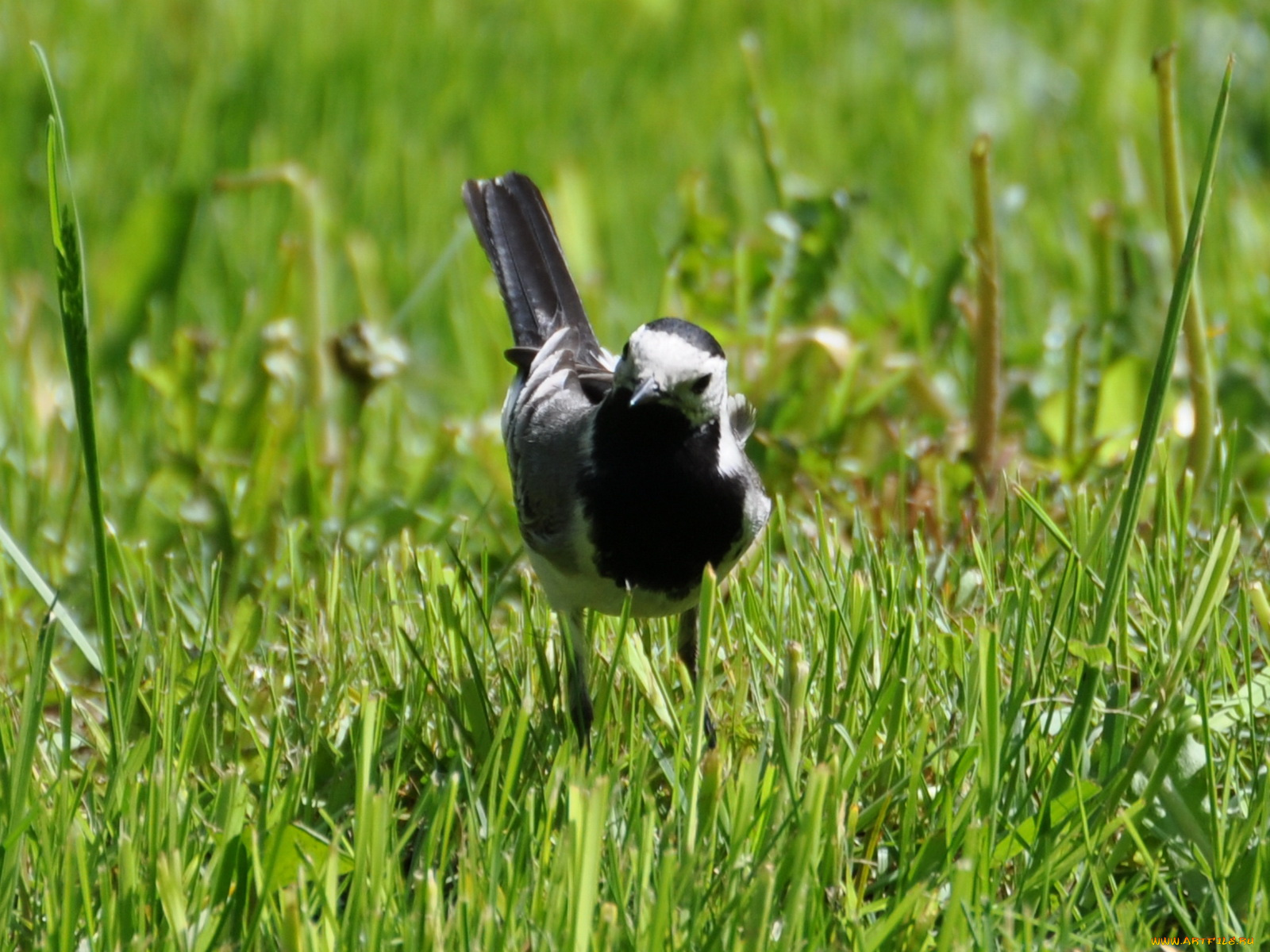 животные, птицы